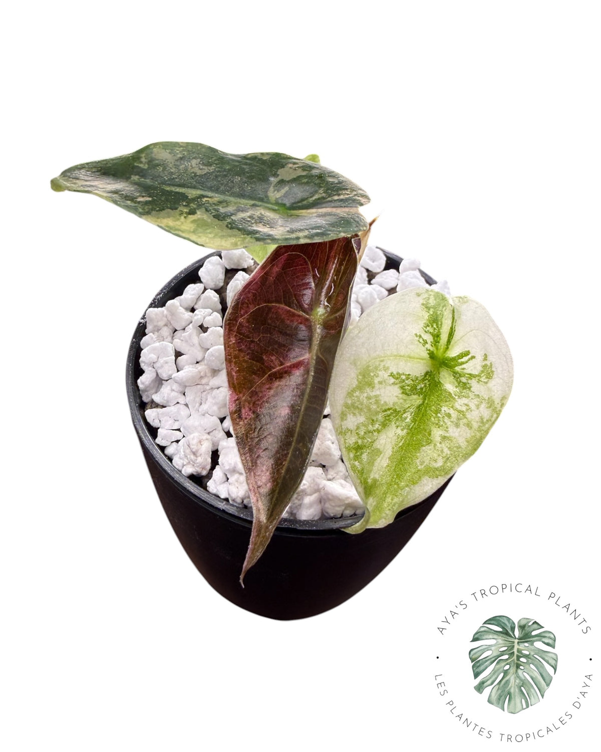 Alocasia Sedenii Pink Variegated
