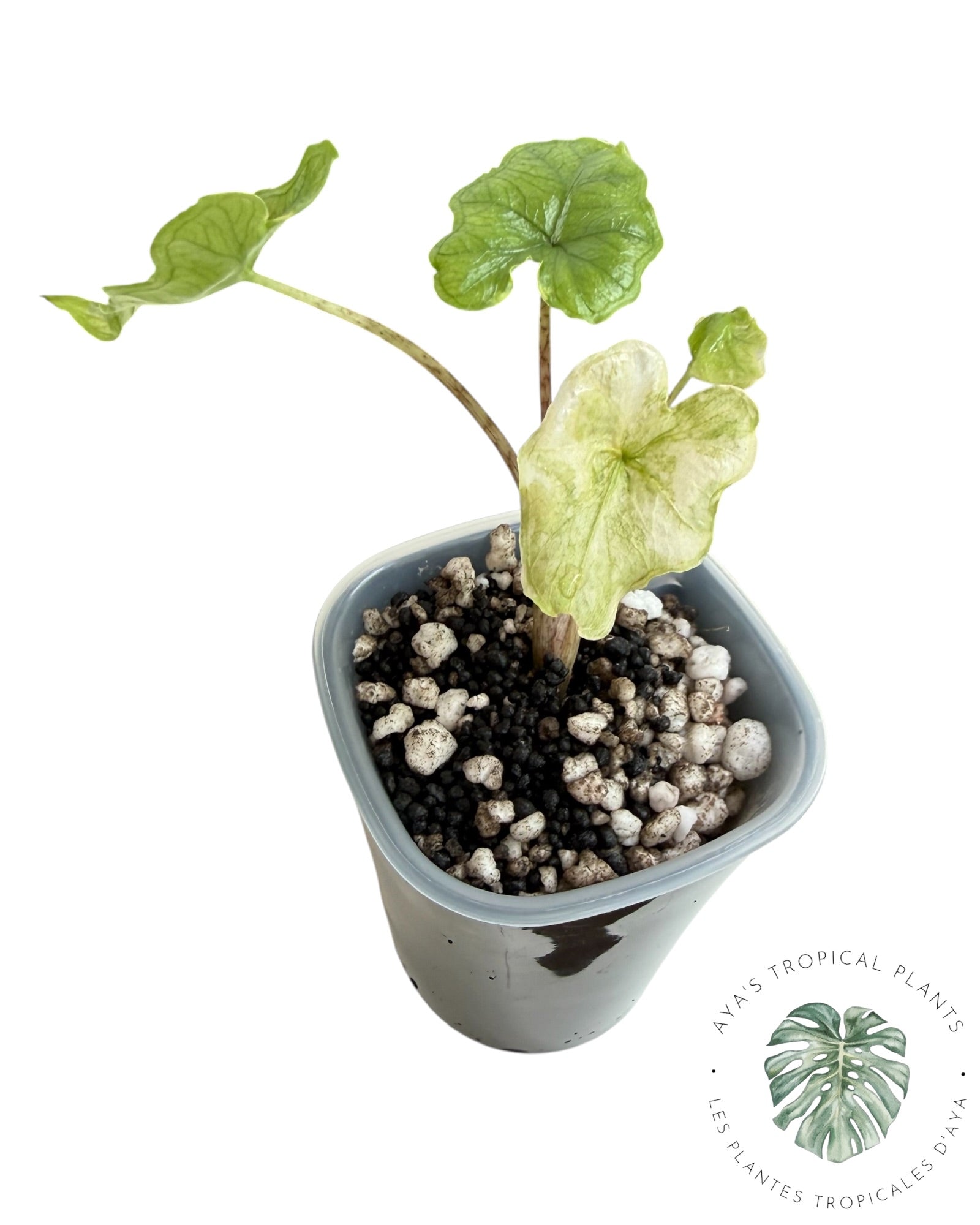 Alocasia Jacklyn panaché (qualité A)