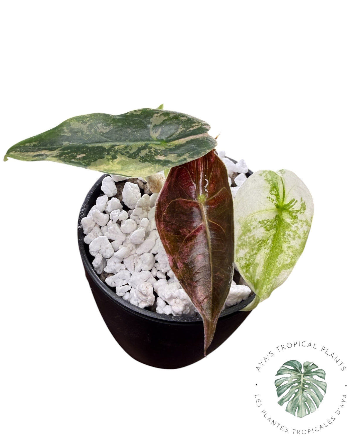 Alocasia Sedenii Pink Variegated