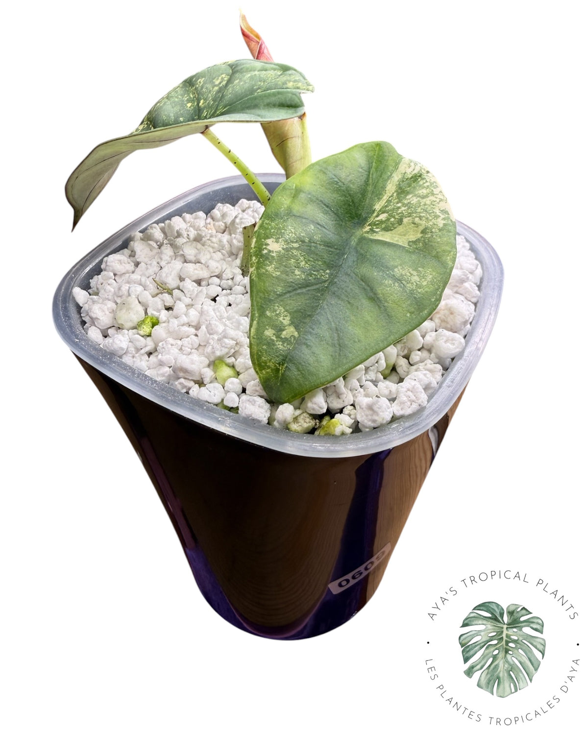 Alocasia Nebula Aurea Variegated