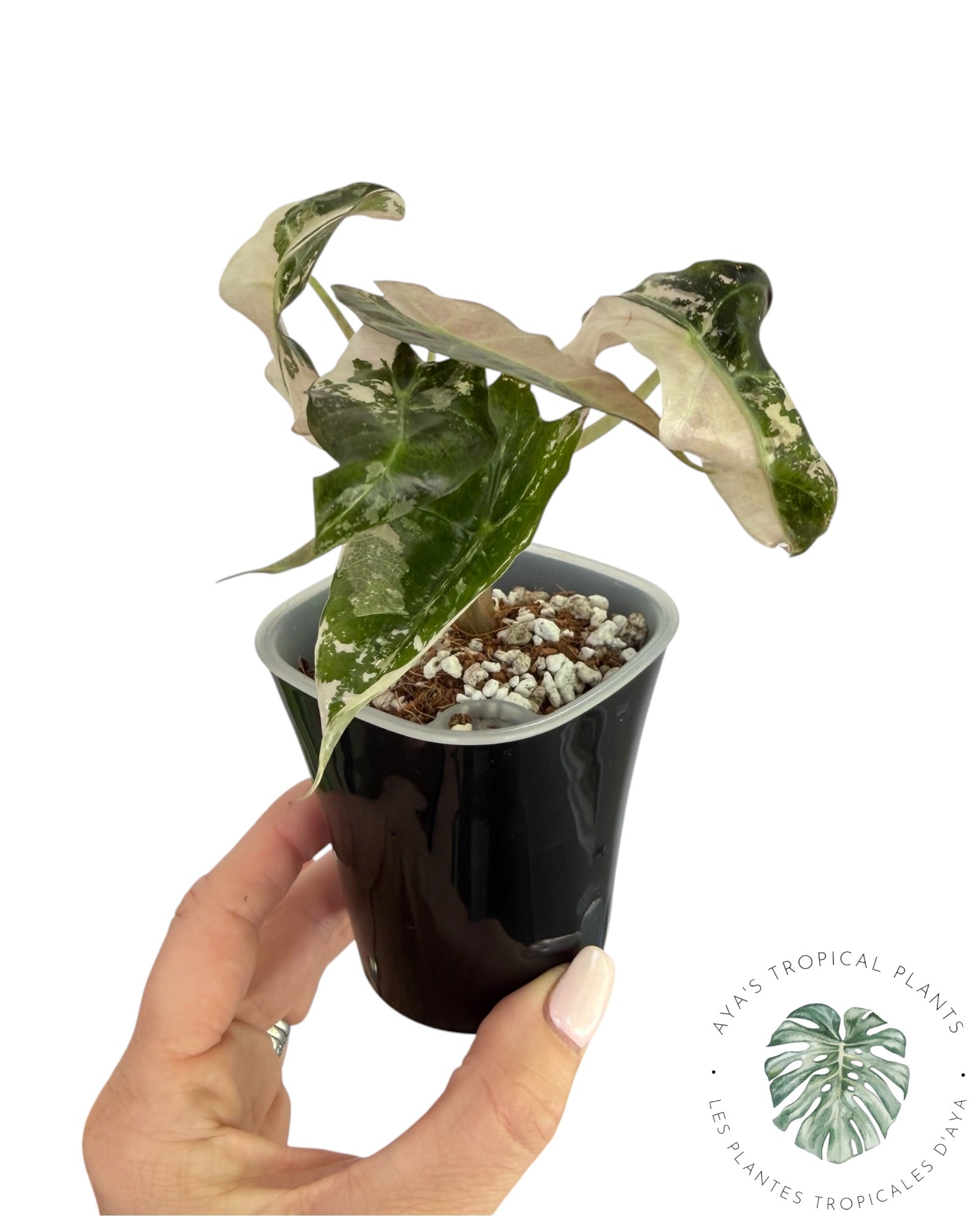 Alocasia Polly Pink Snowflake