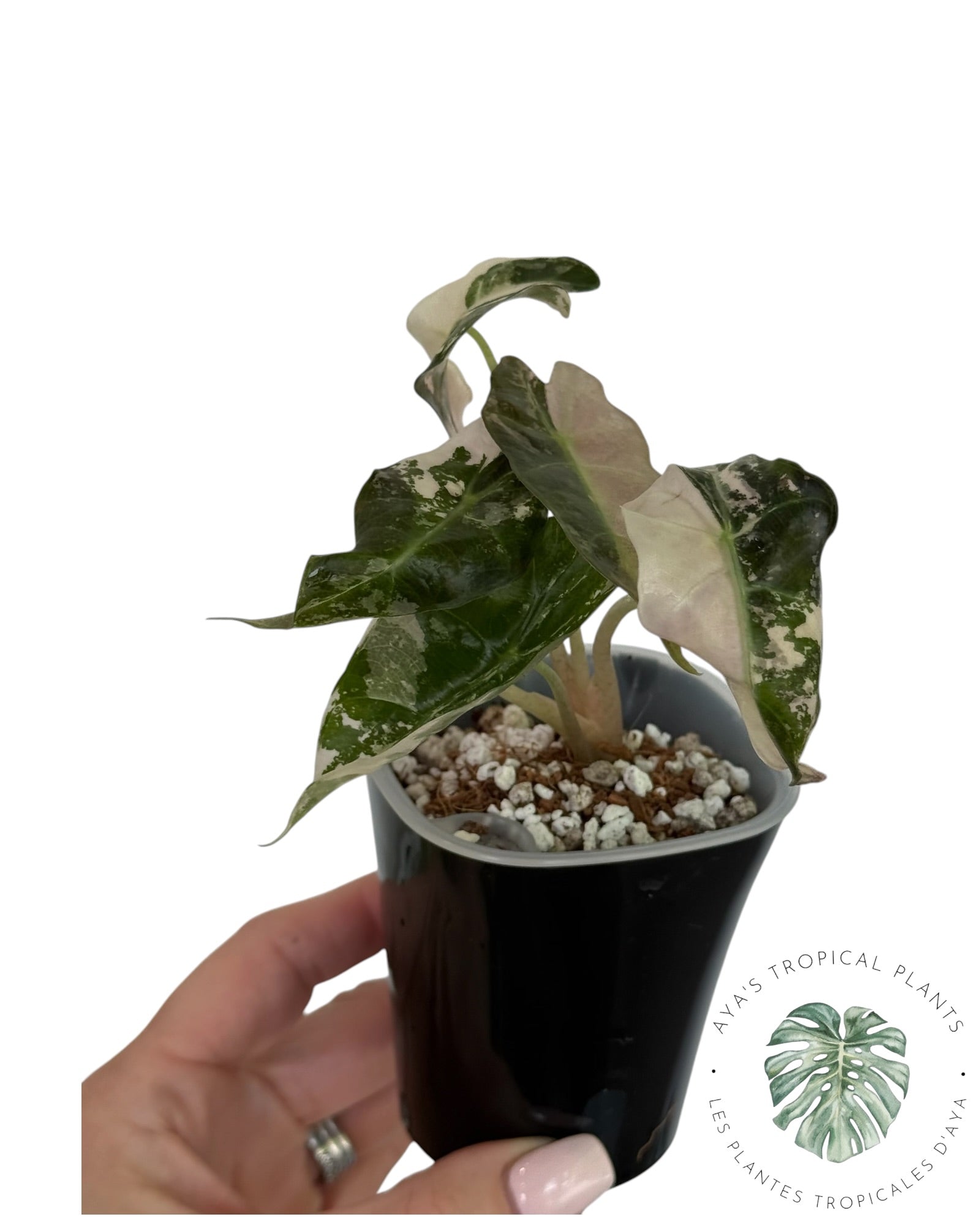 Alocasia Polly Pink Snowflake