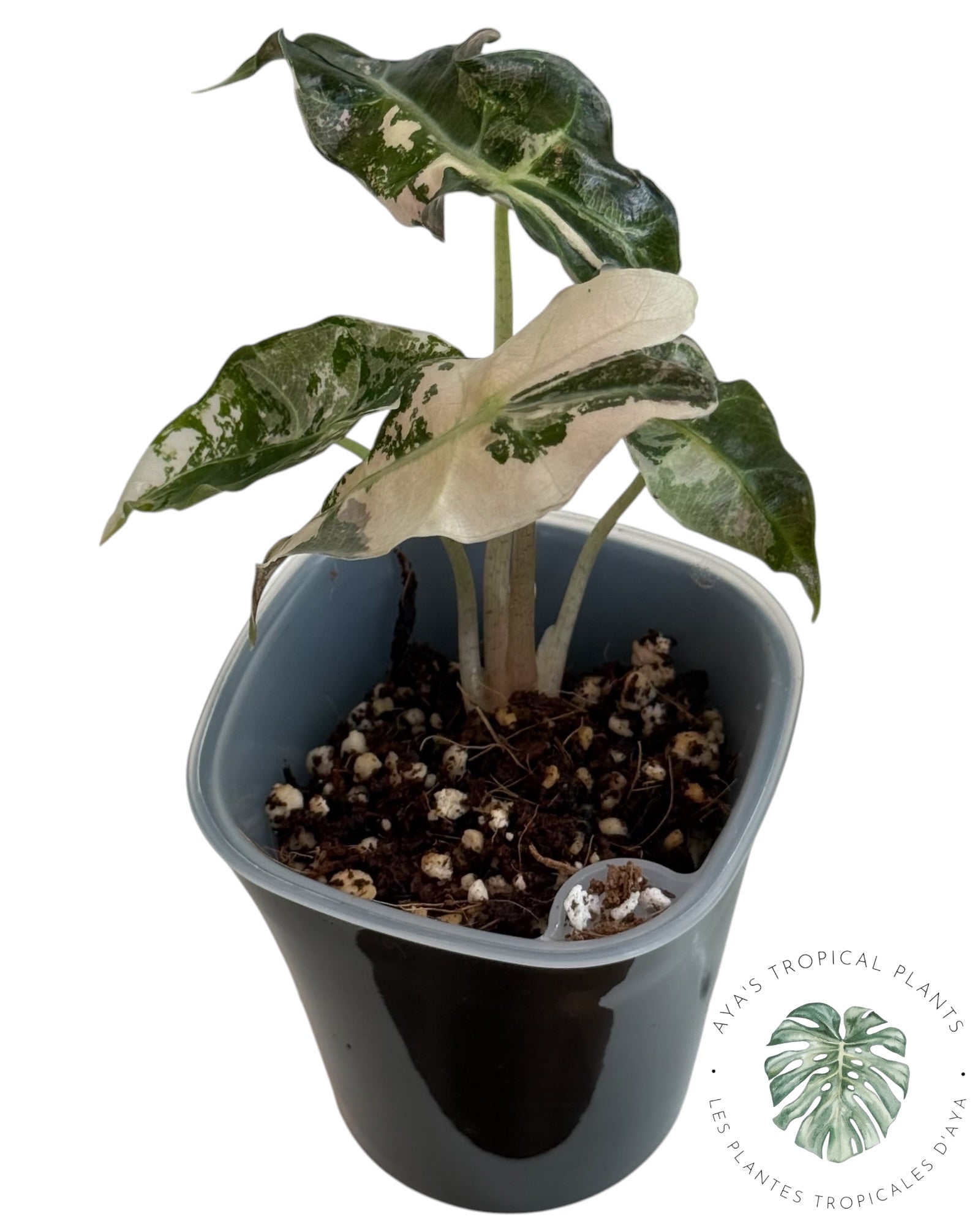 Alocasia Polly Pink Snowflake