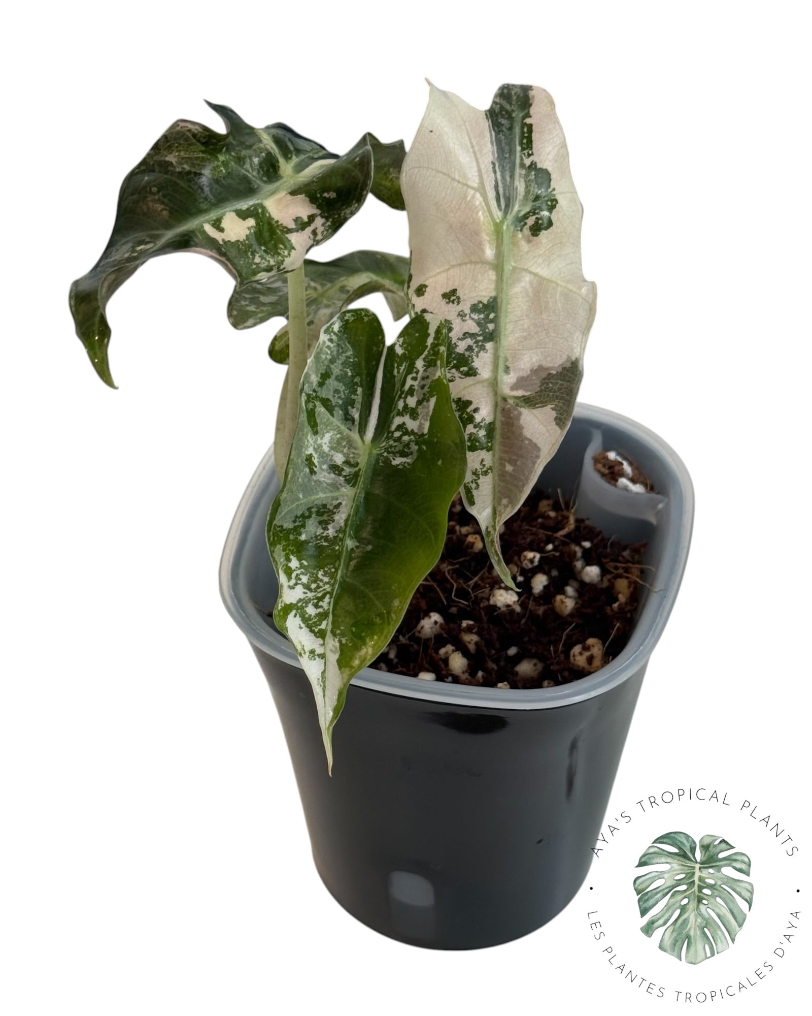 Alocasia Polly Pink Snowflake
