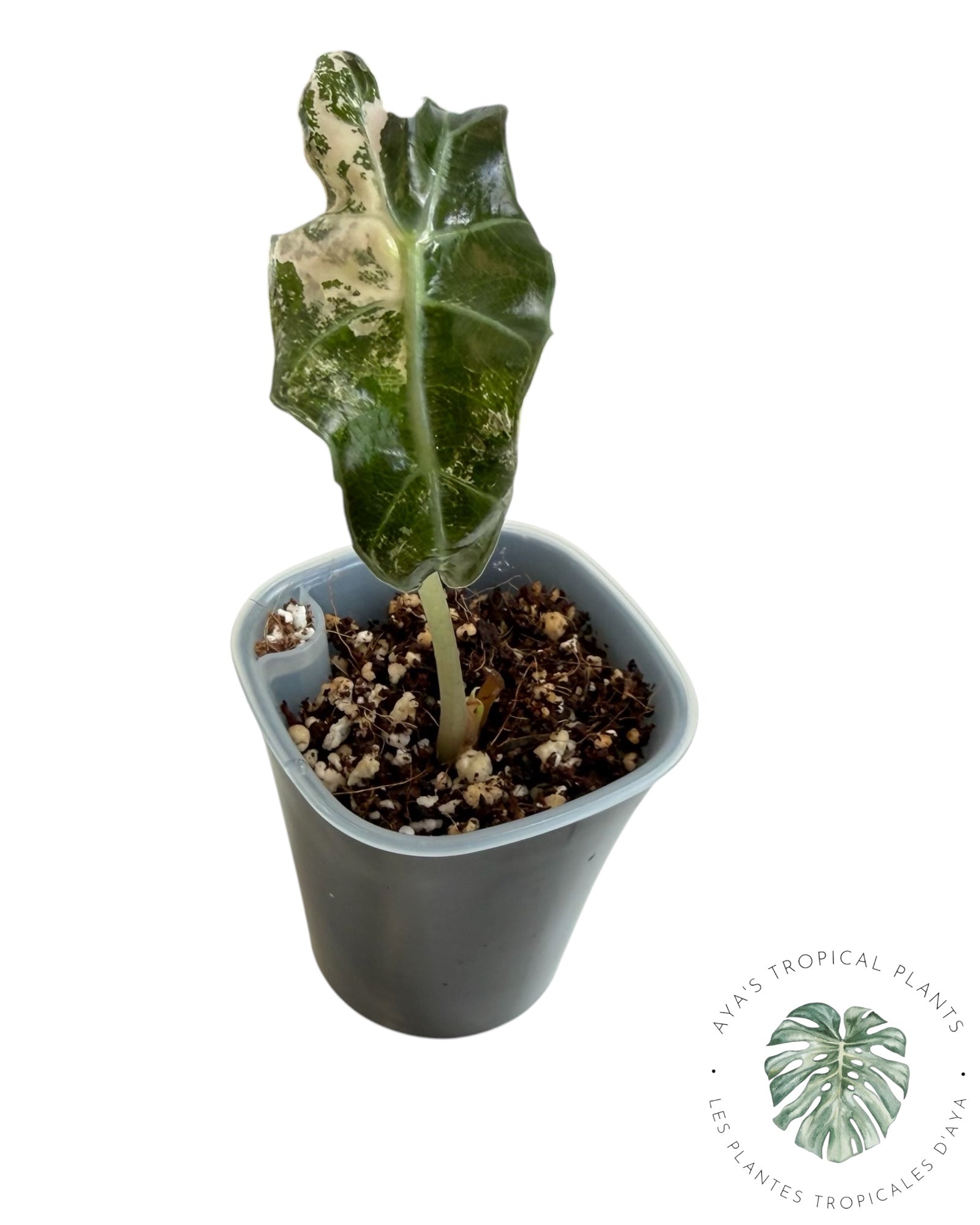 Alocasia Polly Pink Snowflake
