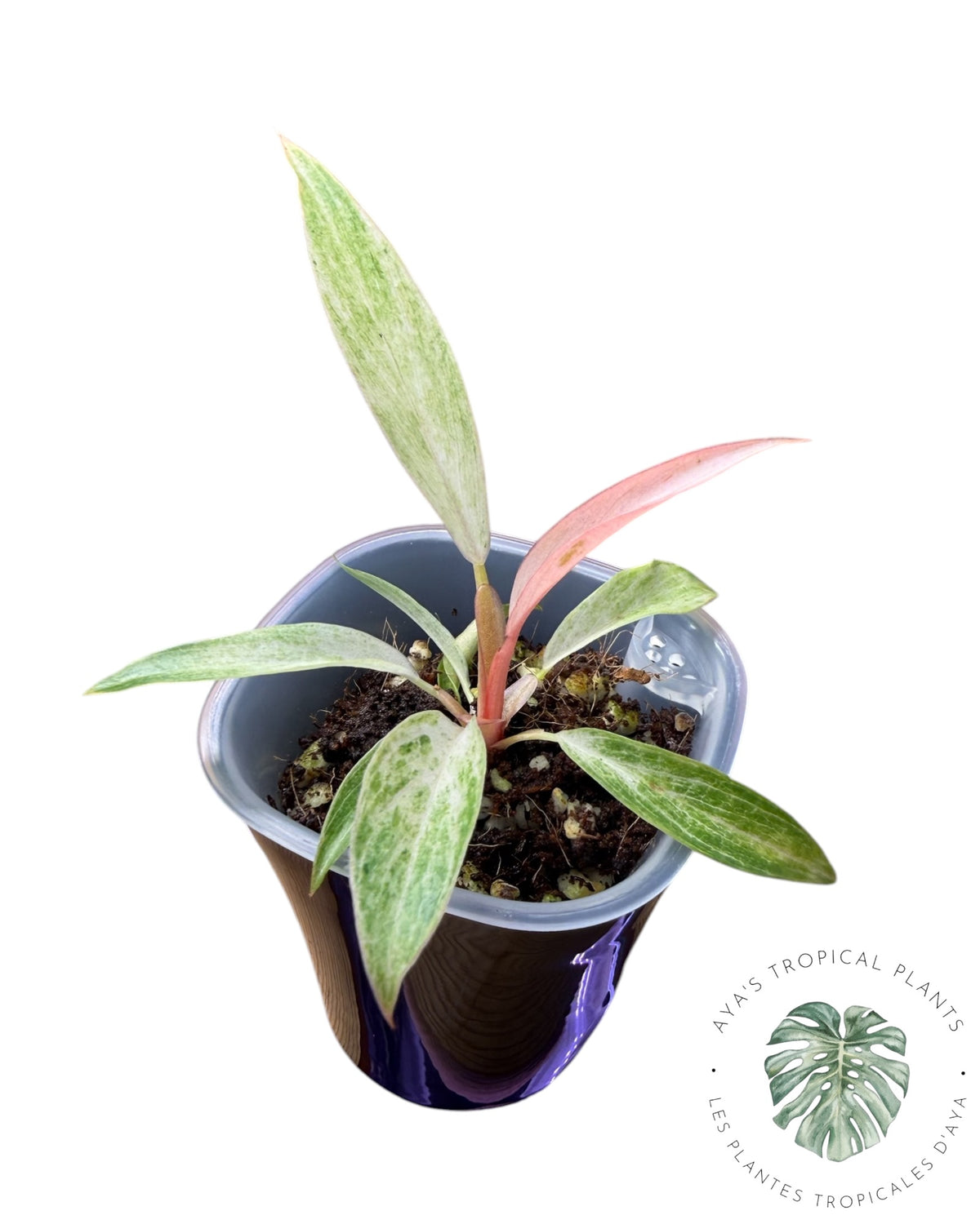 Philodendron Strawberry Caramel Variegated