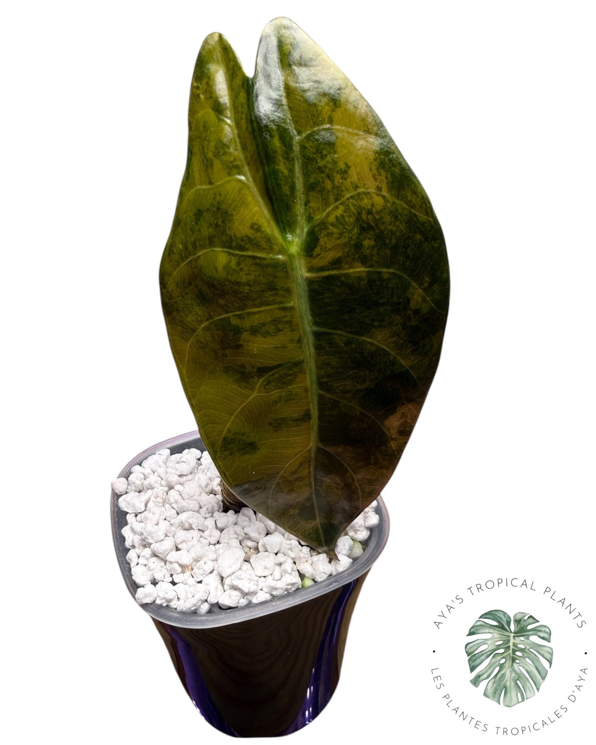 Alocasia Sedenii Aurea Variegated