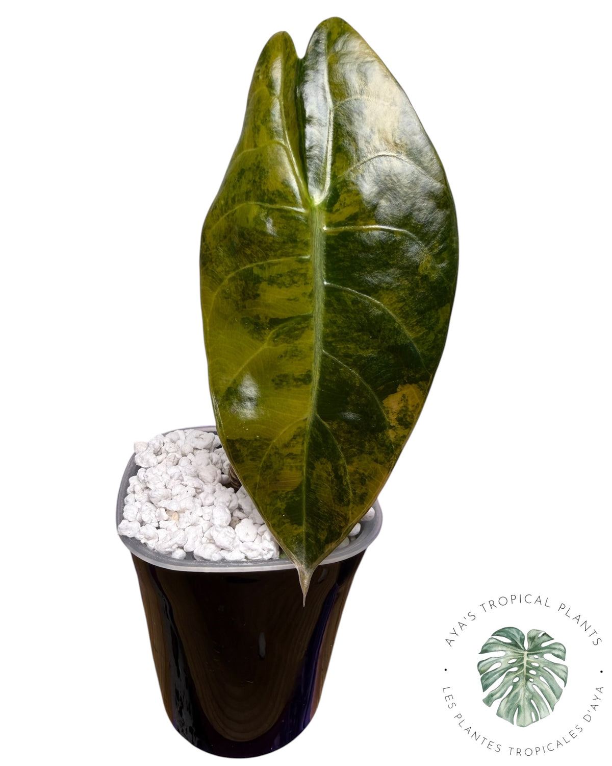Alocasia Sedenii Aurea Variegated