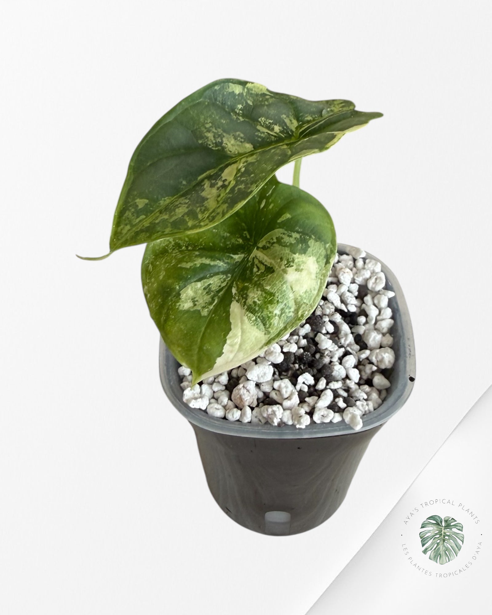 Alocasia Silver Dragon Albo Variegated