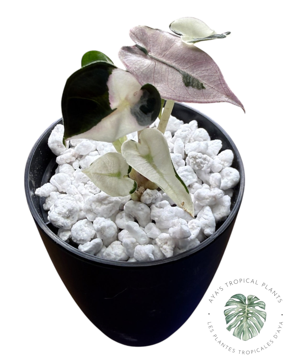 Alocasia Bambino Lava Variegated