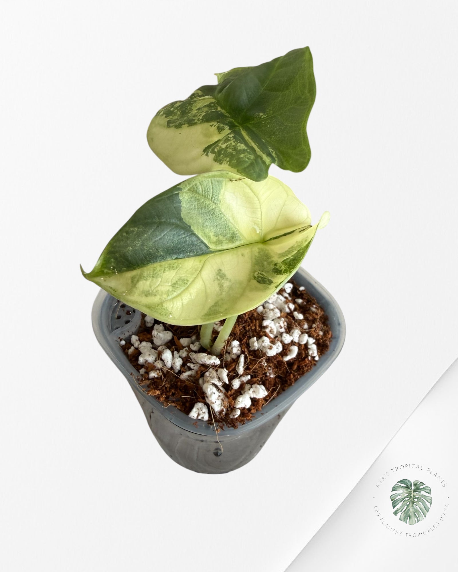 Alocasia Silver Dragon Aurea Variegated