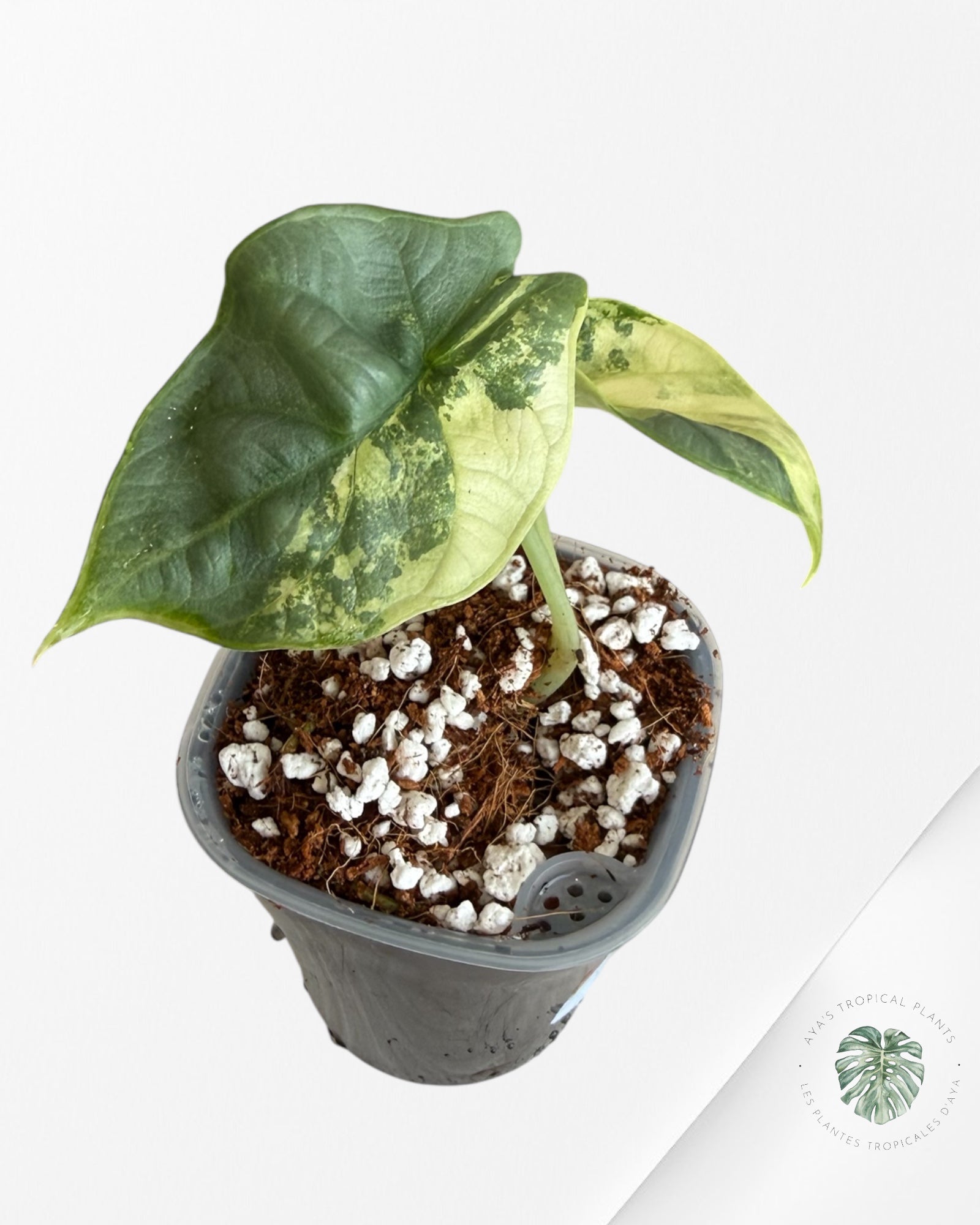 Alocasia Silver Dragon Aurea Variegated