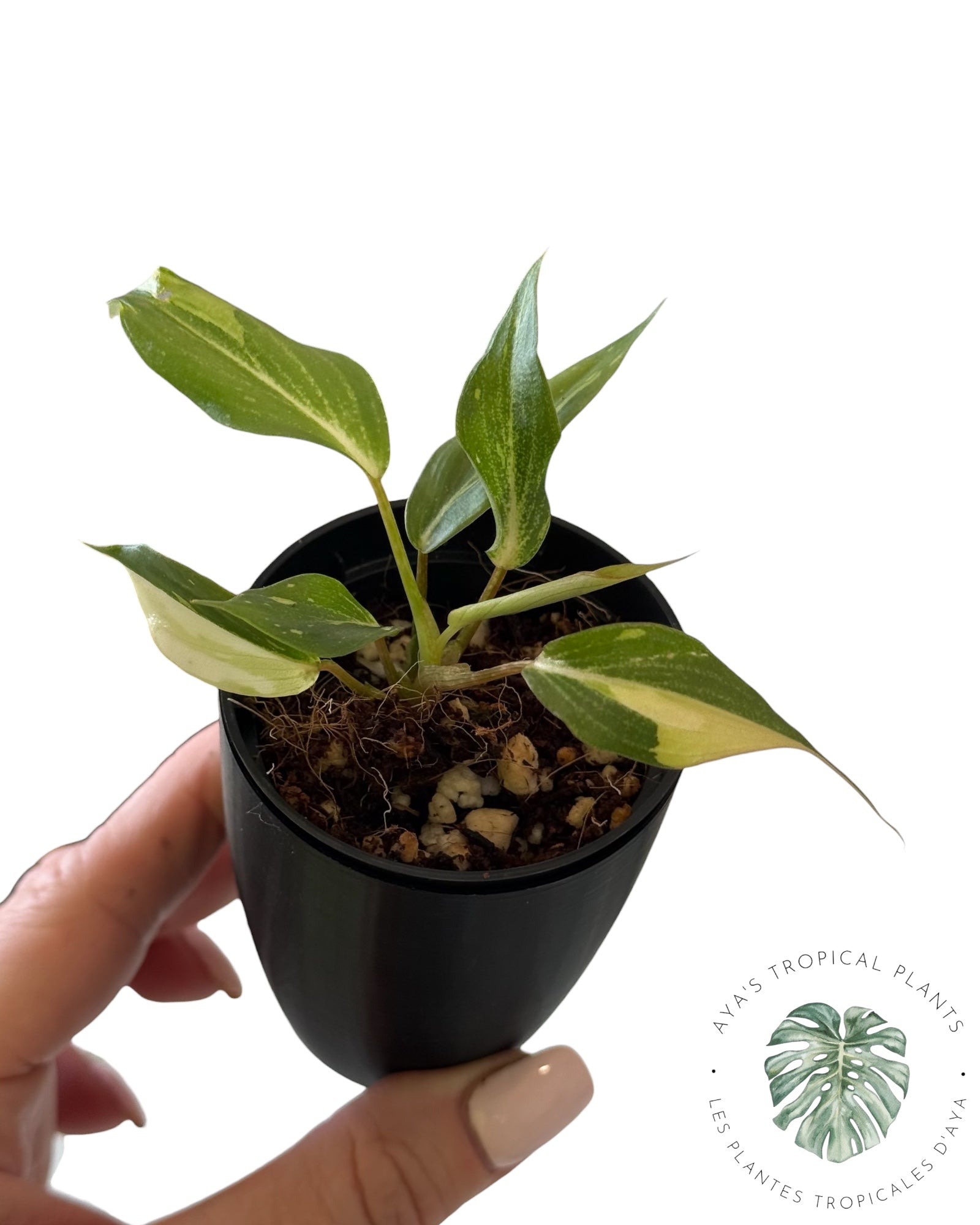Philodendron Gloriosum Variegated