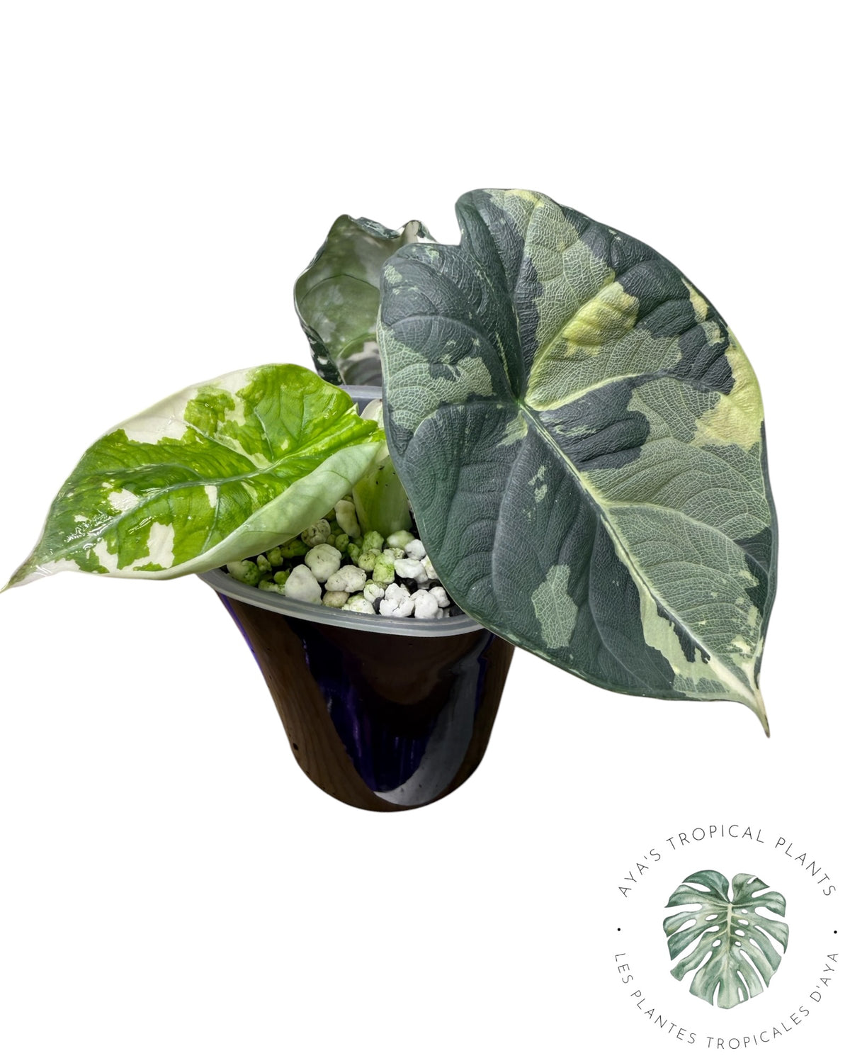 Alocasia Maharani Albo