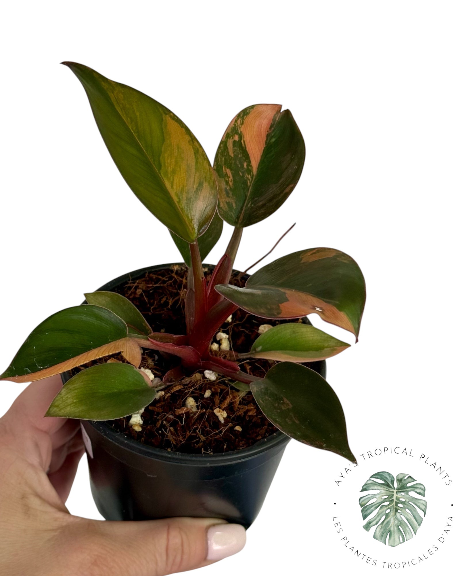 Philodendron Red Congo Variegated