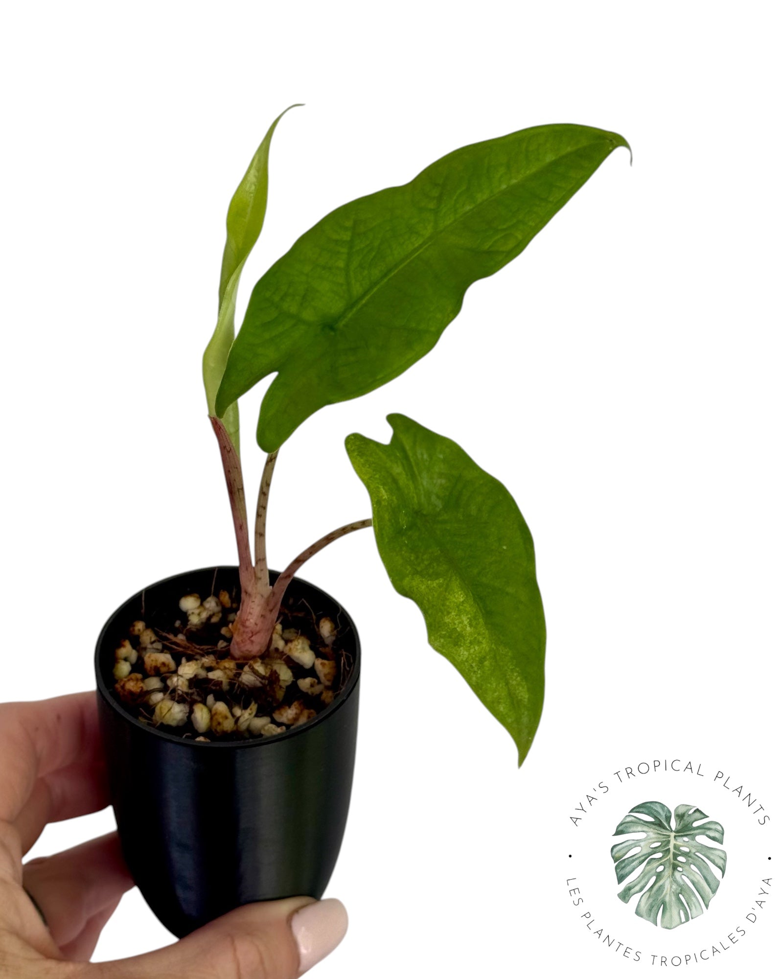 Alocasia Green Karpet Variegated