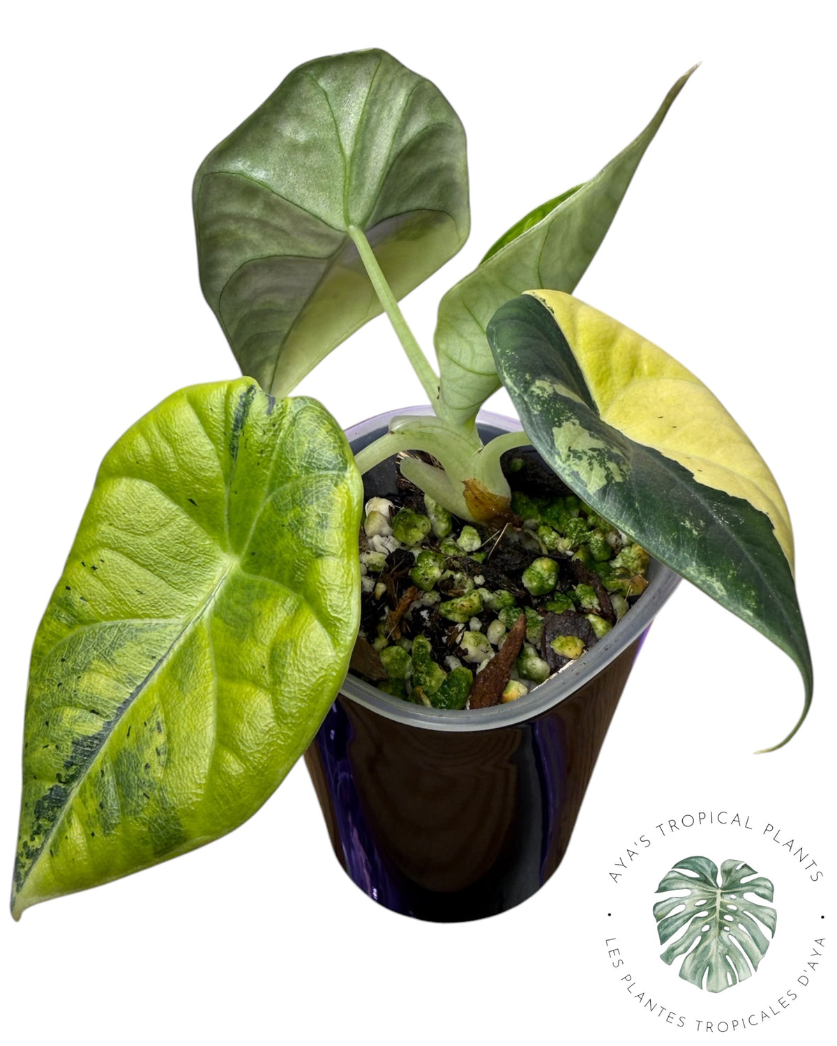Alocasia Maharani Golden Lime