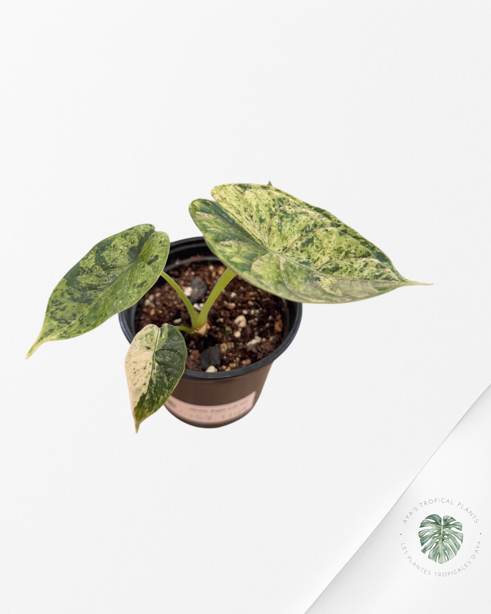 Alocasia Dragon Scale Mint - S7