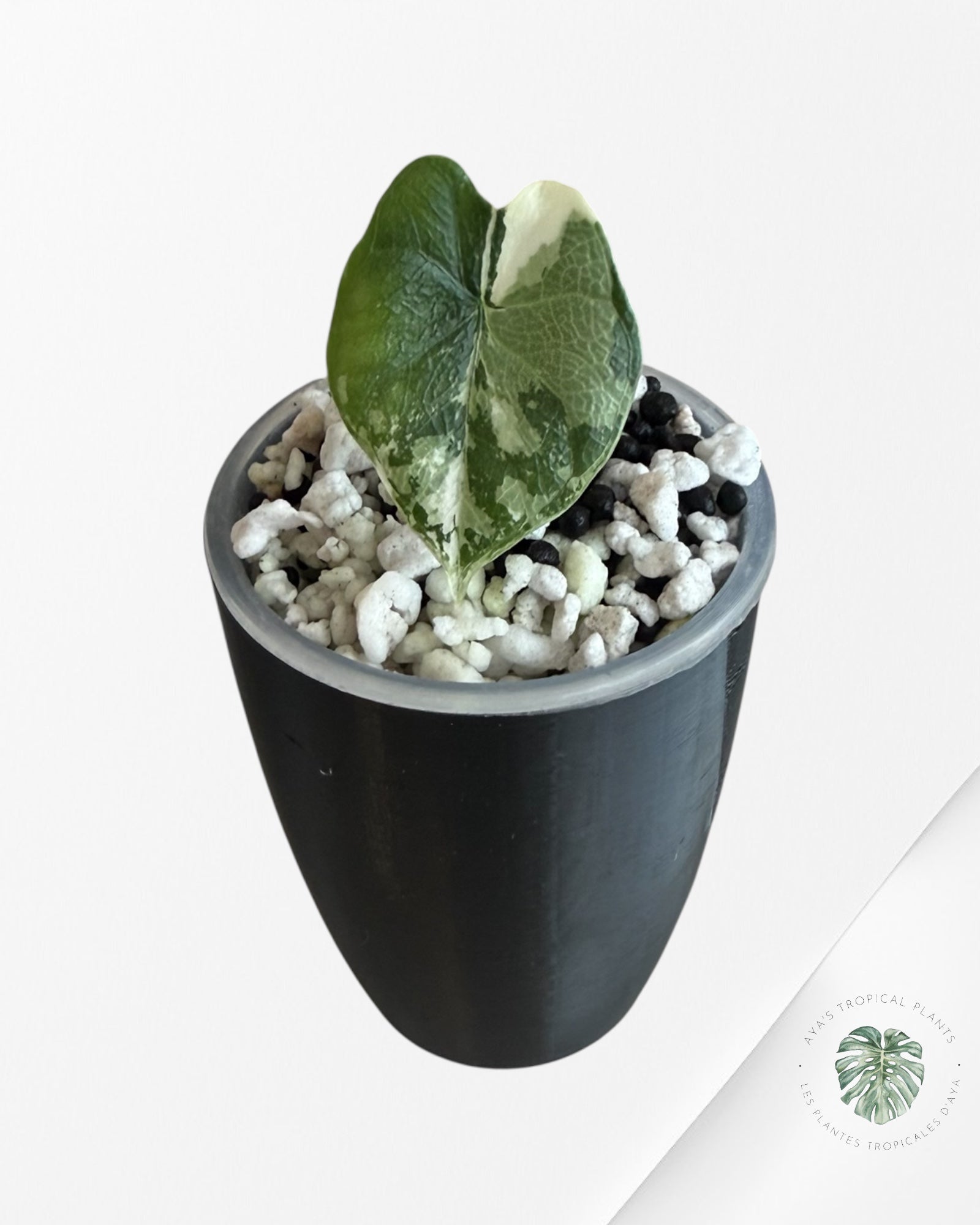 Alocasia Melo Albo Variegated