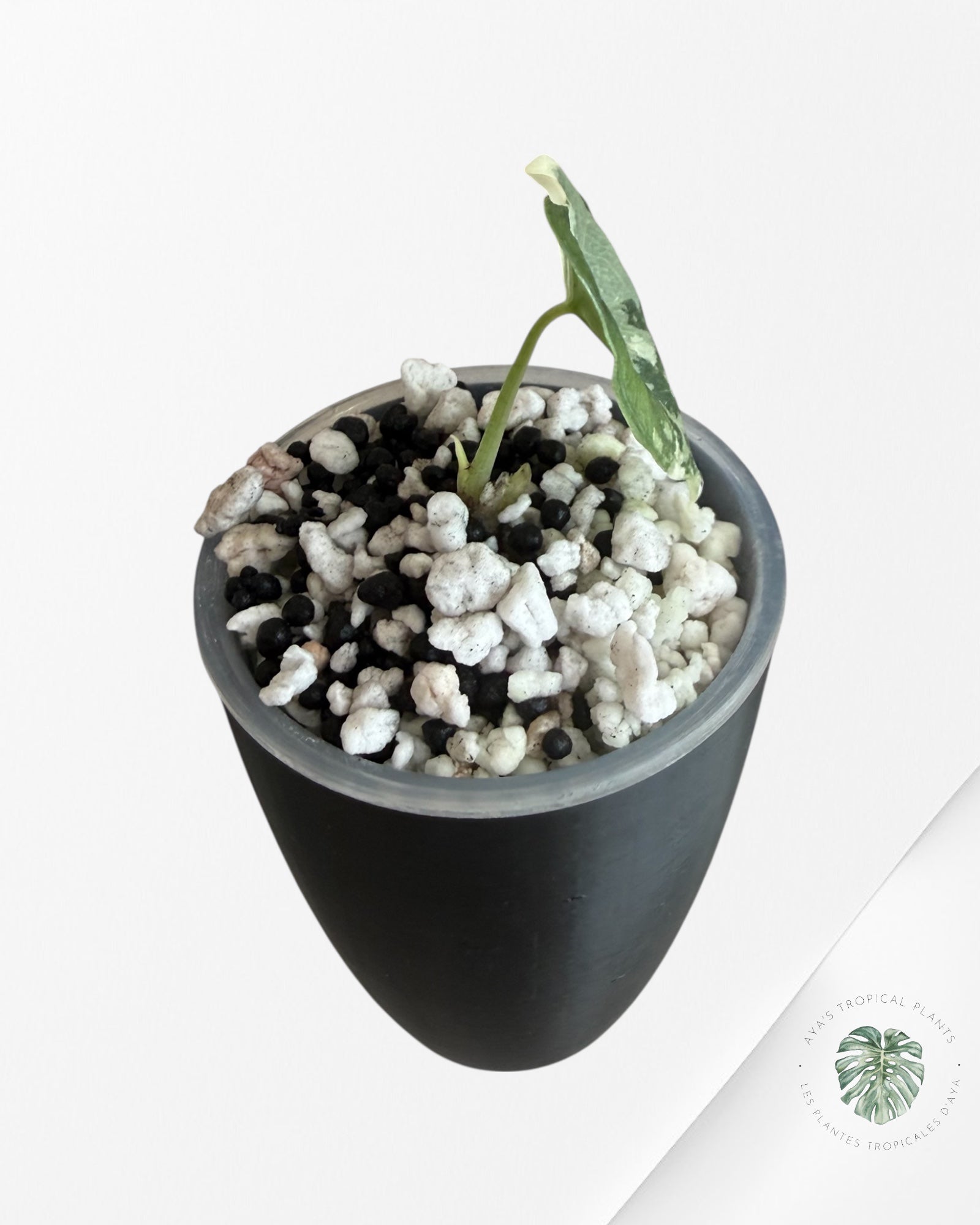 Alocasia Melo Albo Variegated