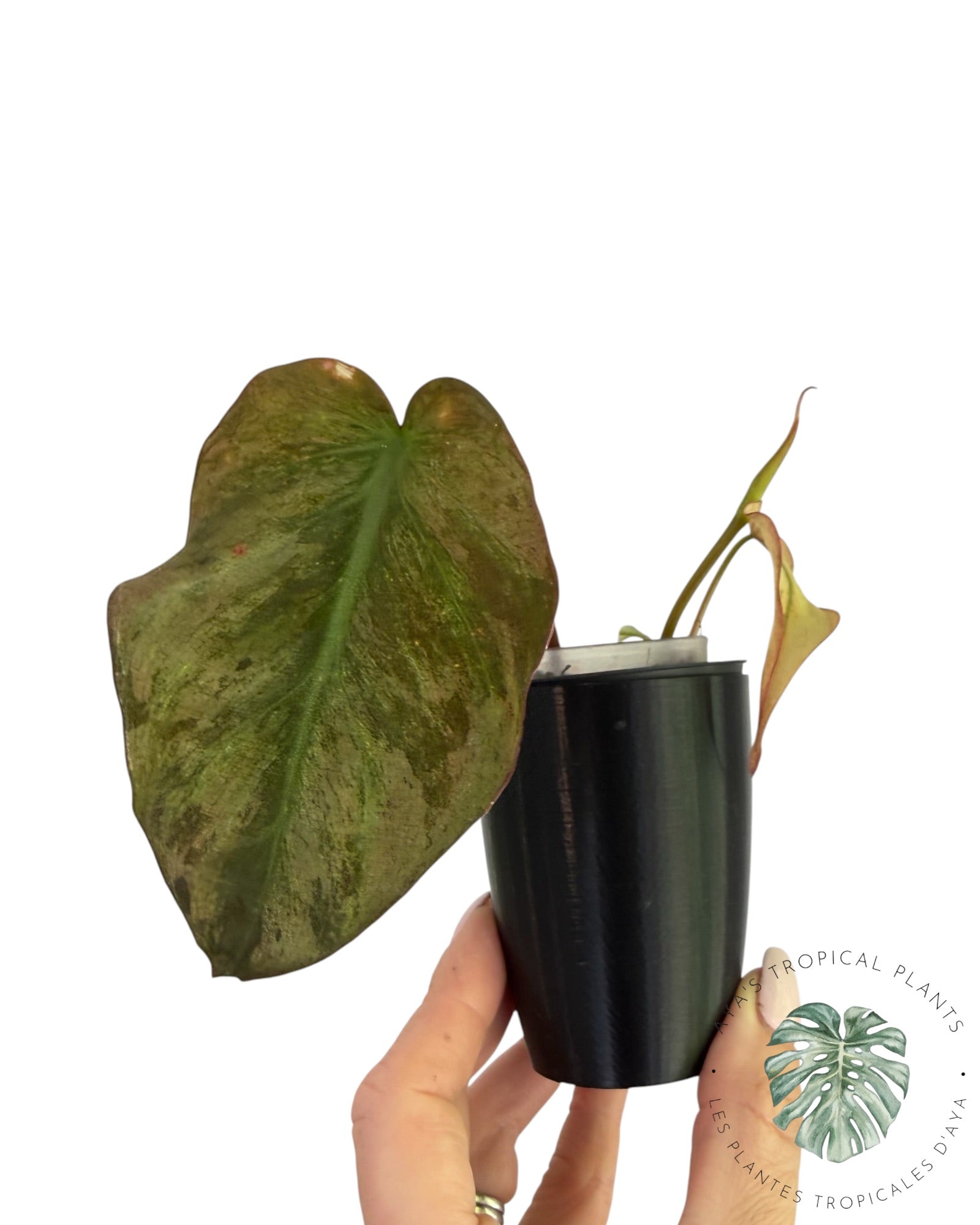 Philodendron Micans Mint Variegated
