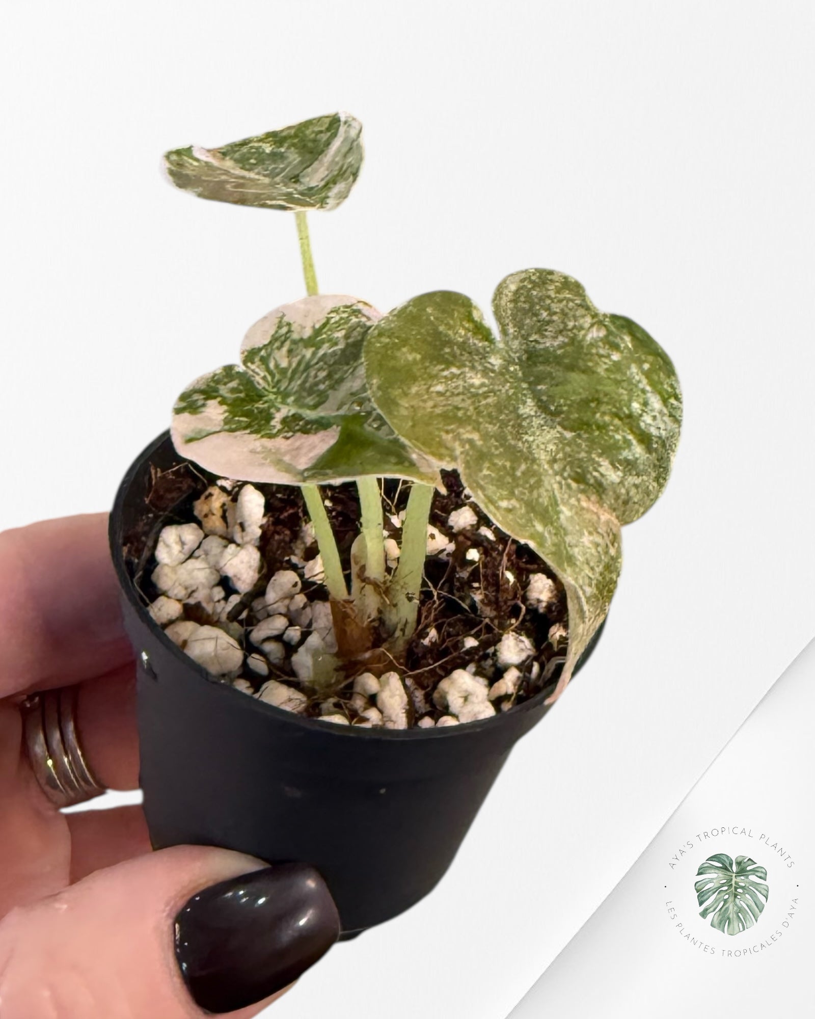 Alocasia Cuprea Pink Variegated-EX