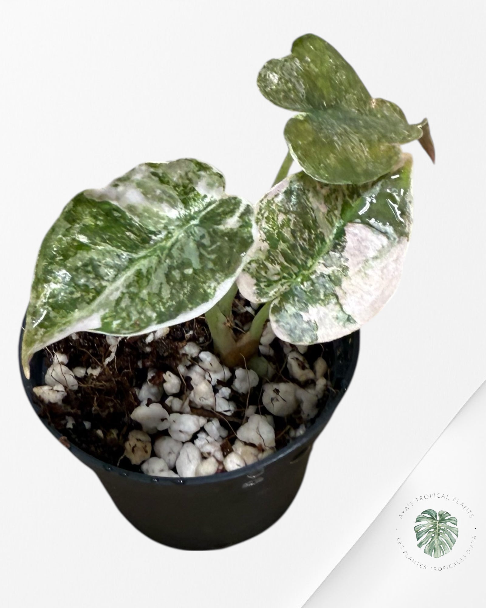 Alocasia Cuprea Pink Variegated-EX