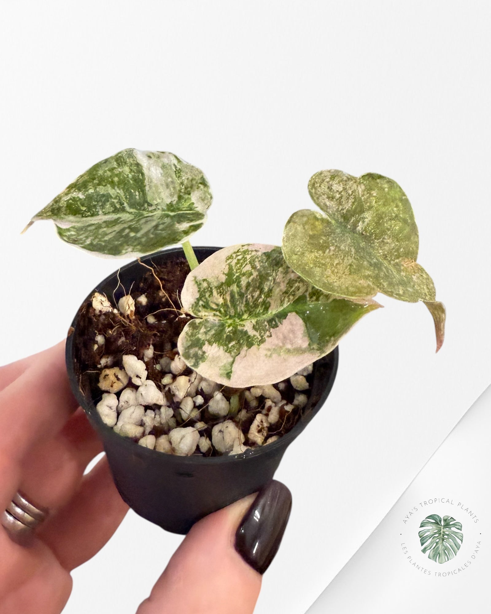 Alocasia Cuprea Pink Variegated-EX
