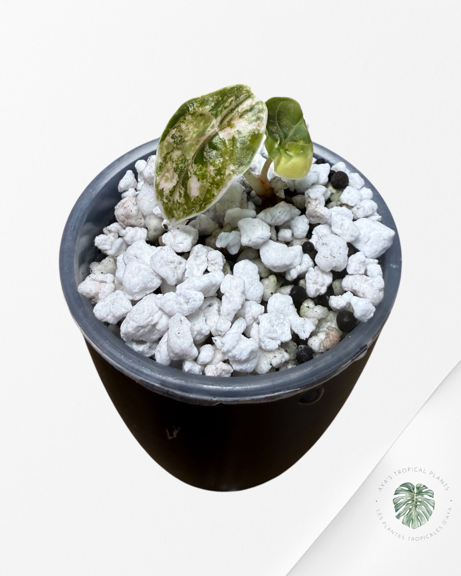 Alocasia Azlanii Aurea panaché