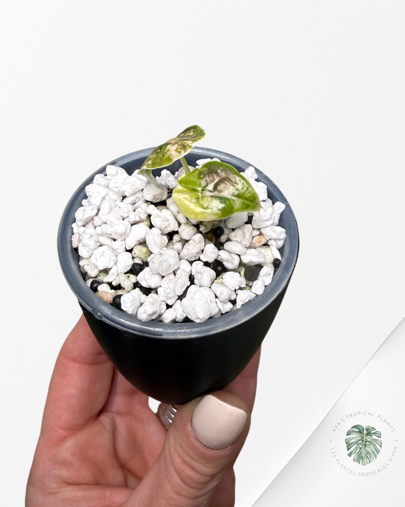 Alocasia Azlanii Aurea panaché