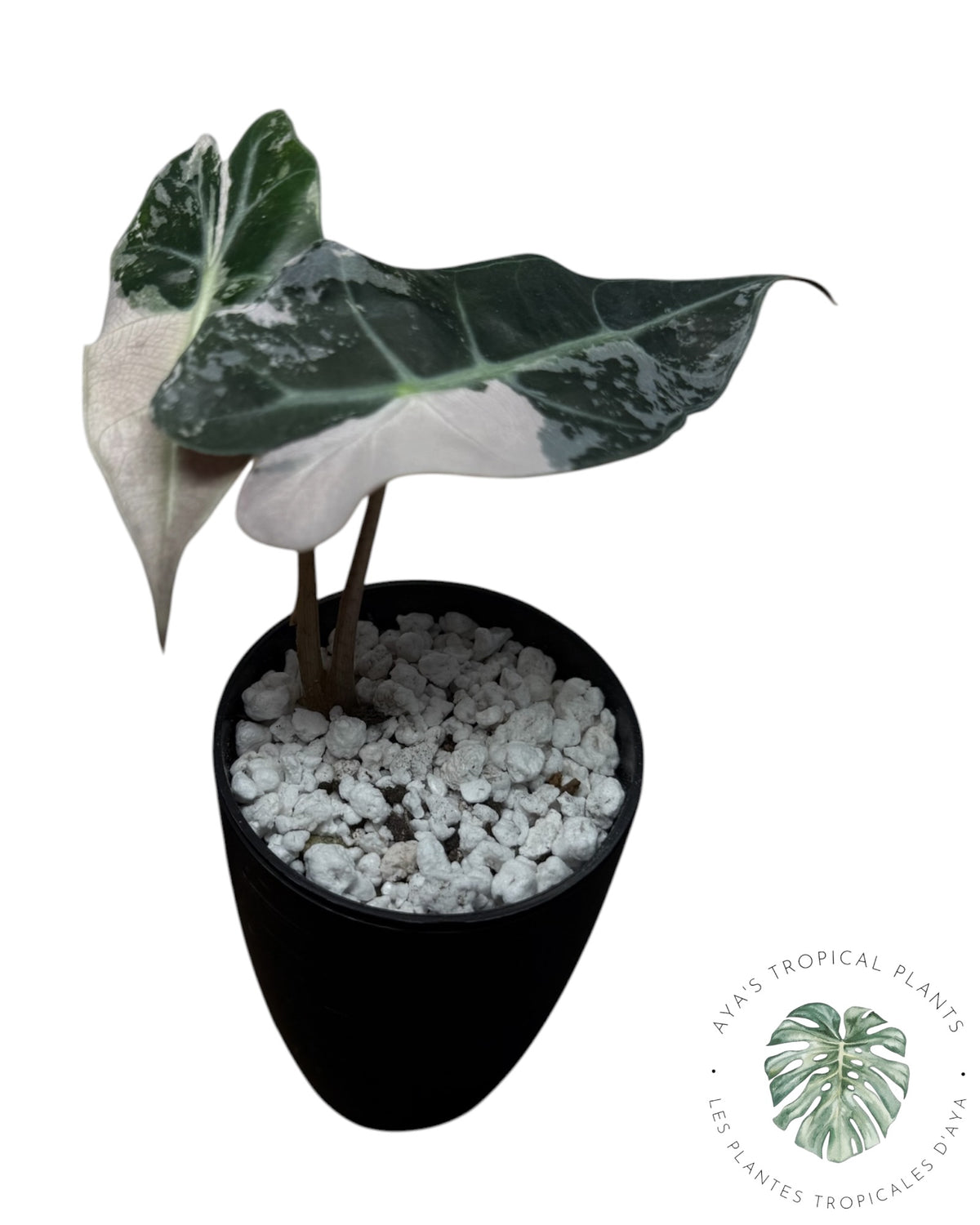 Alocasia Polly Pink Snowflake