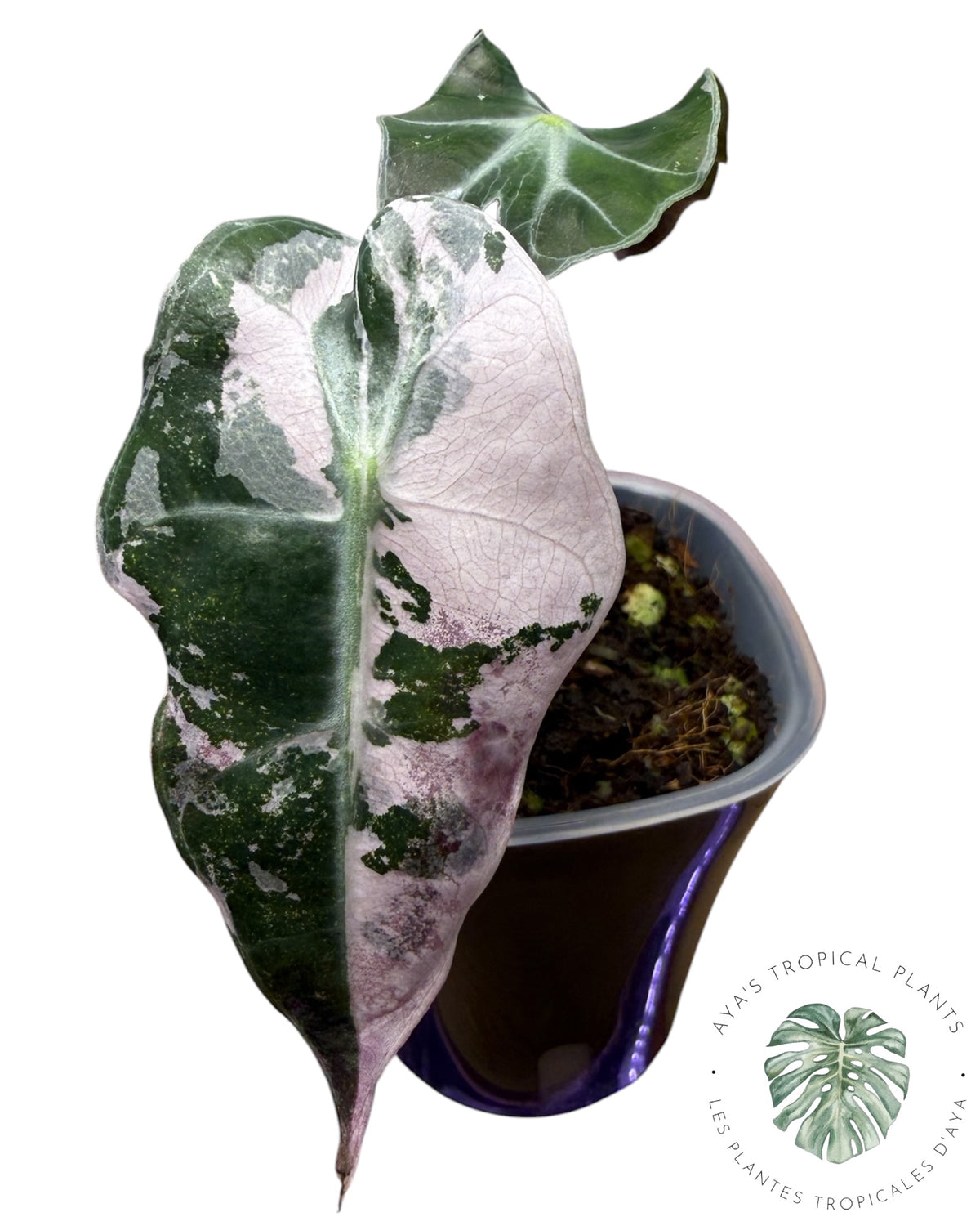 Alocasia Polly Pink Snowflake