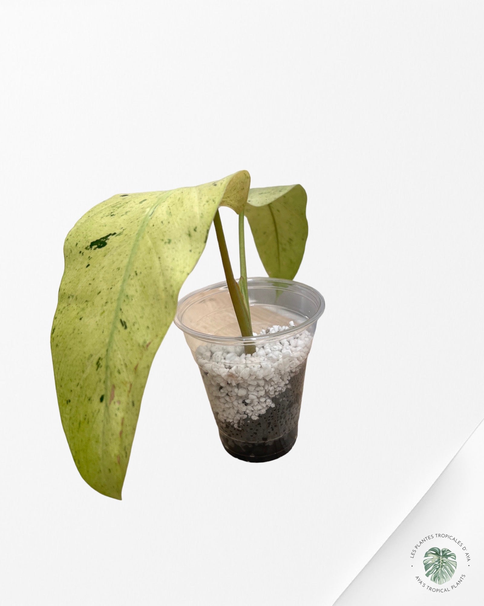 Philodendron Whipple Way