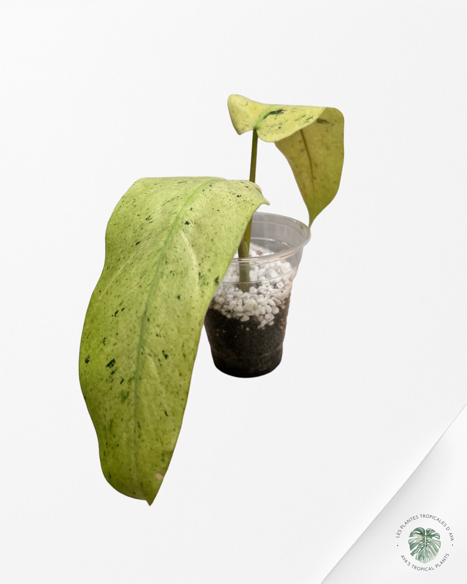 Philodendron Whipple Way