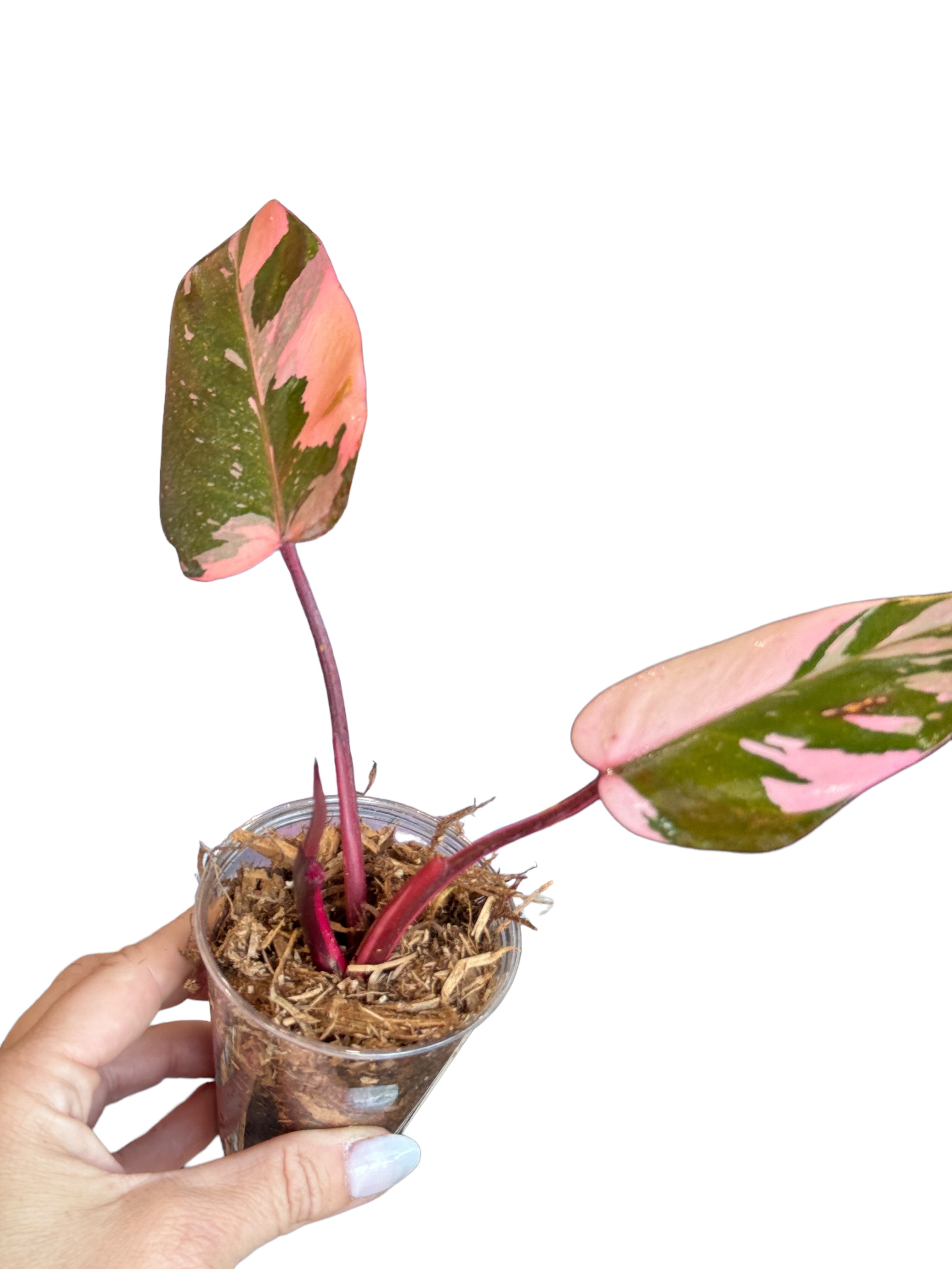 Philodendron Pink Galaxy-JA02