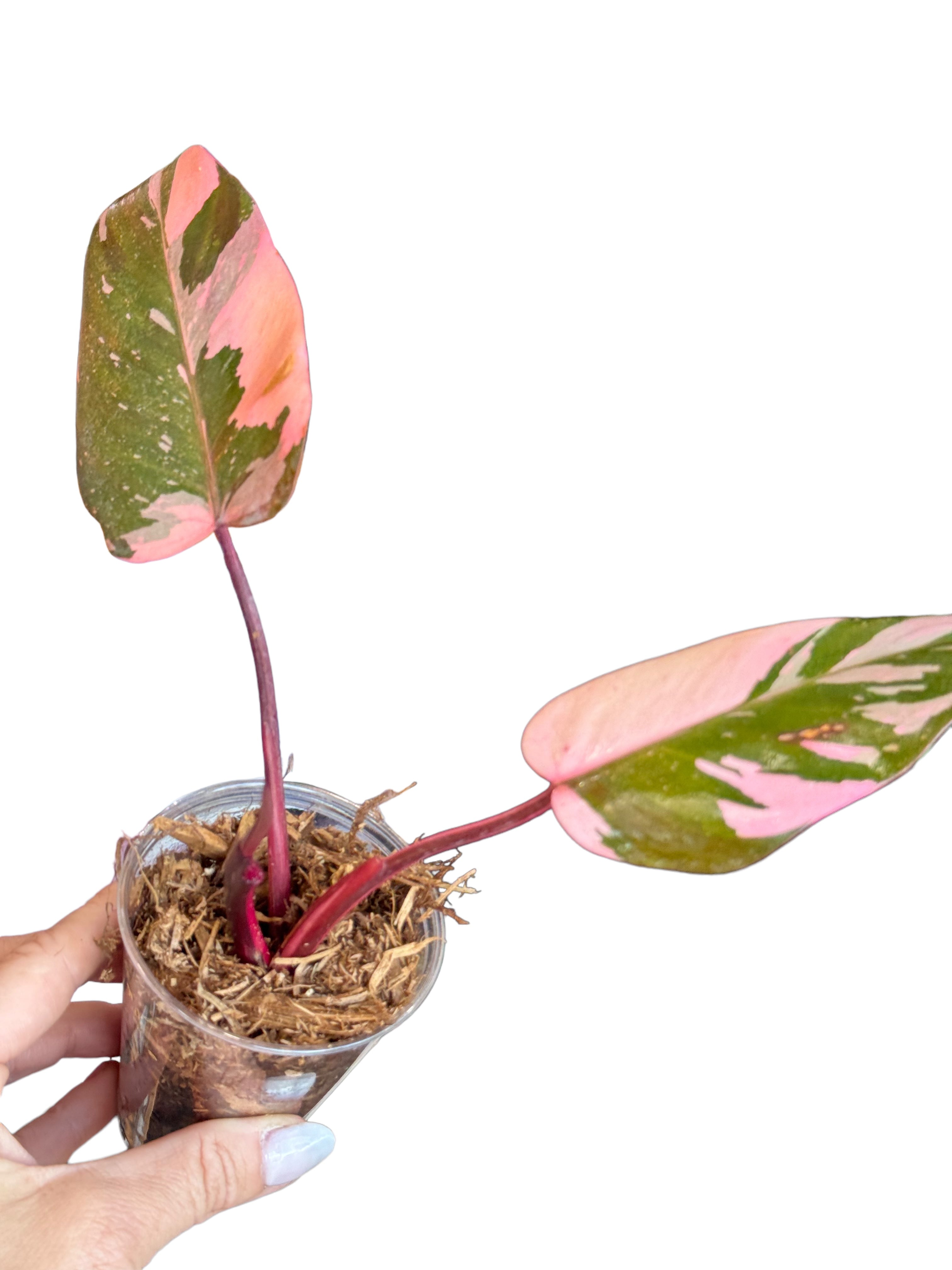 Philodendron Pink Galaxy-JA02
