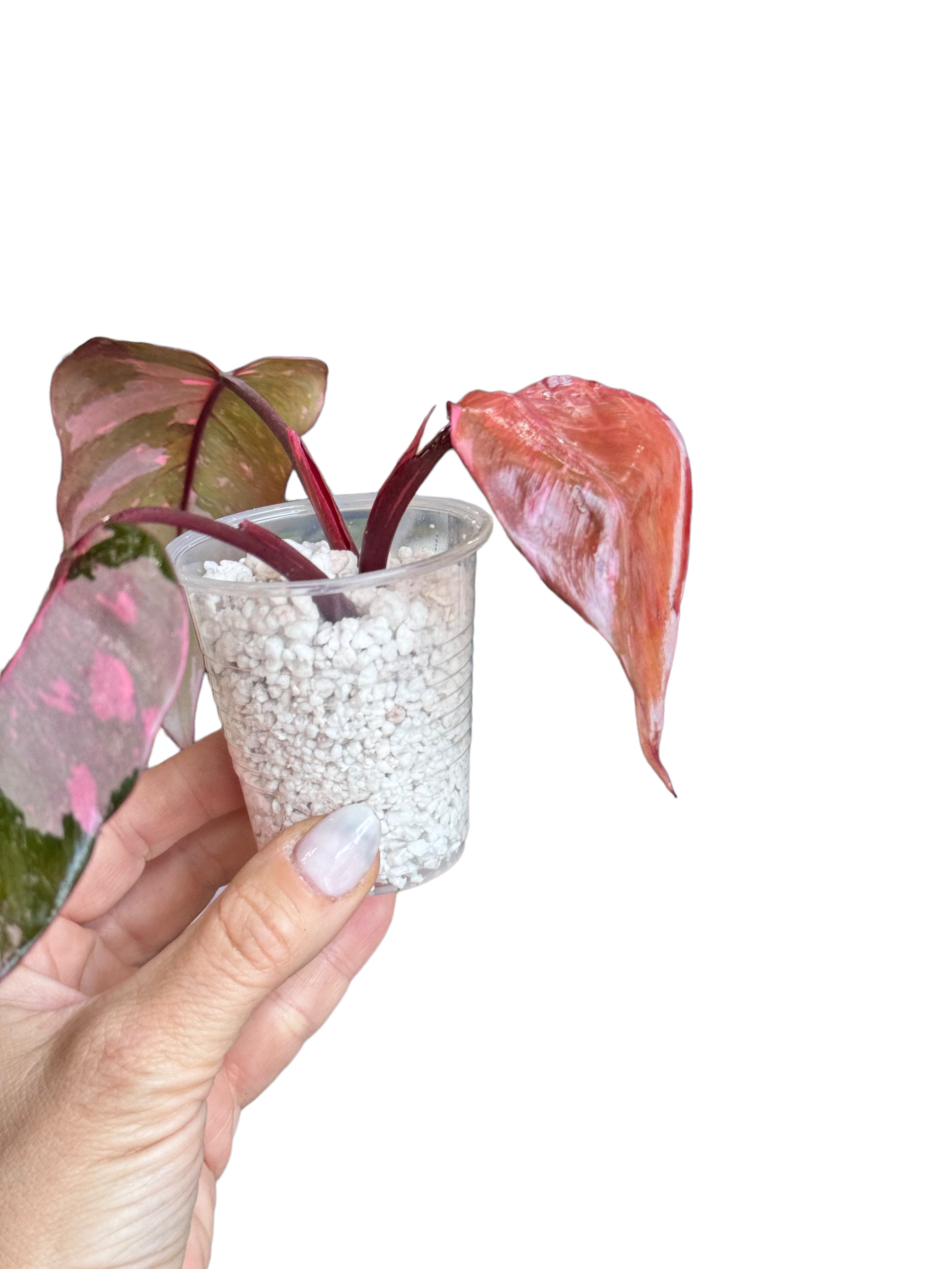 Philodendron Pink Galaxy-JA01