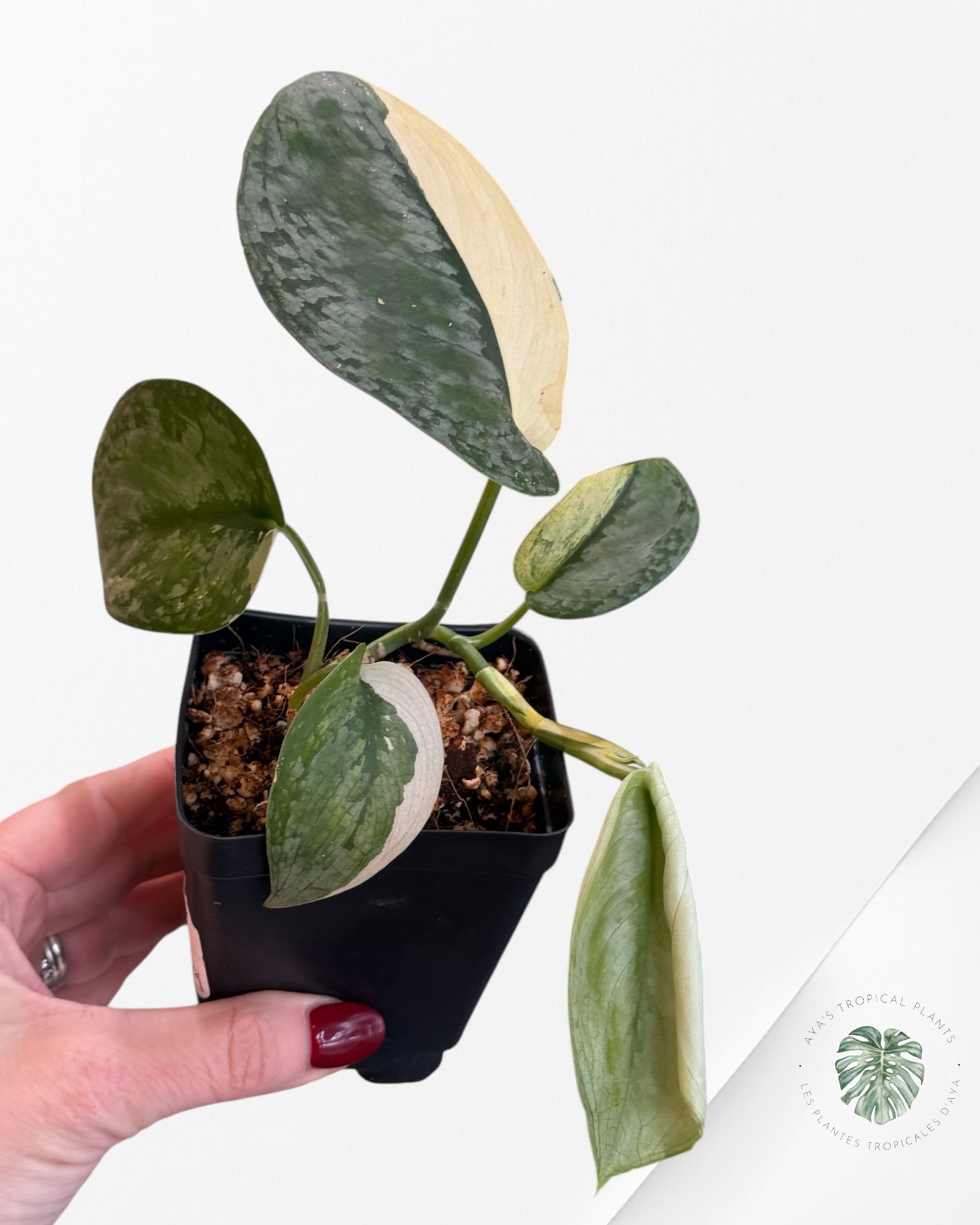 Scindapsus Silver Tattoo Variegata -SS