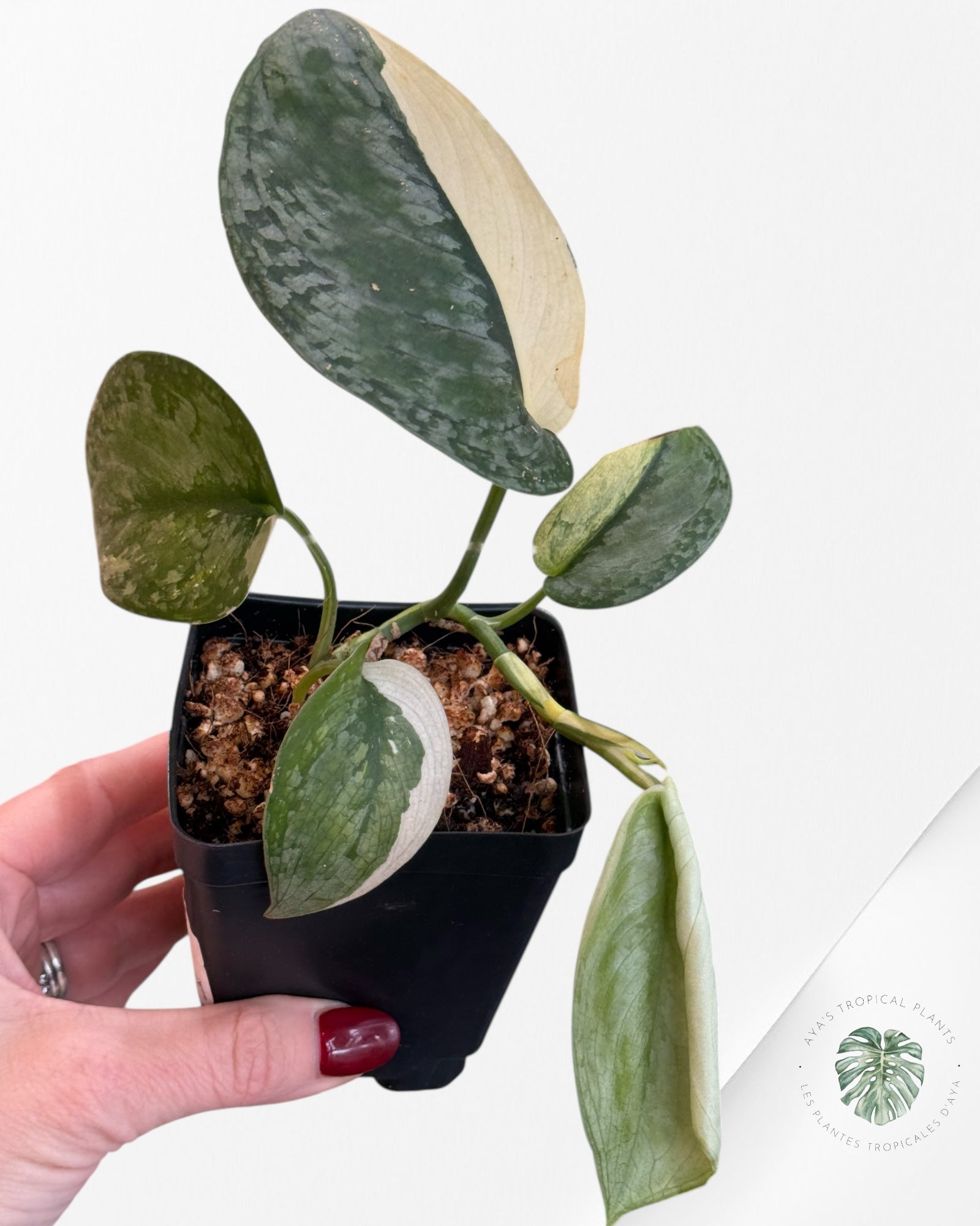 Scindapsus Silver Tattoo Variegata -SS