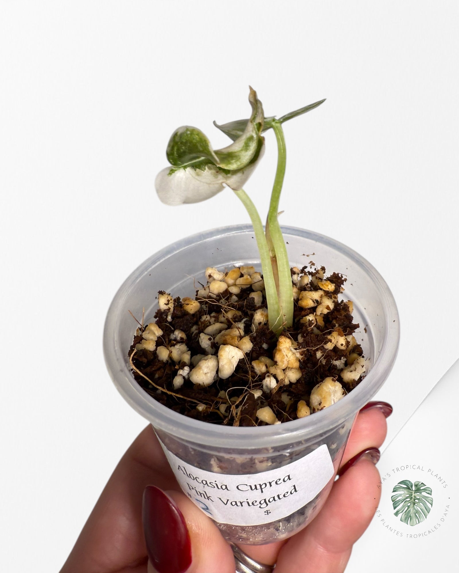 Alocasia Cuprea Pink Variegated | Rare TC Plant| Aya's Tropical Plants