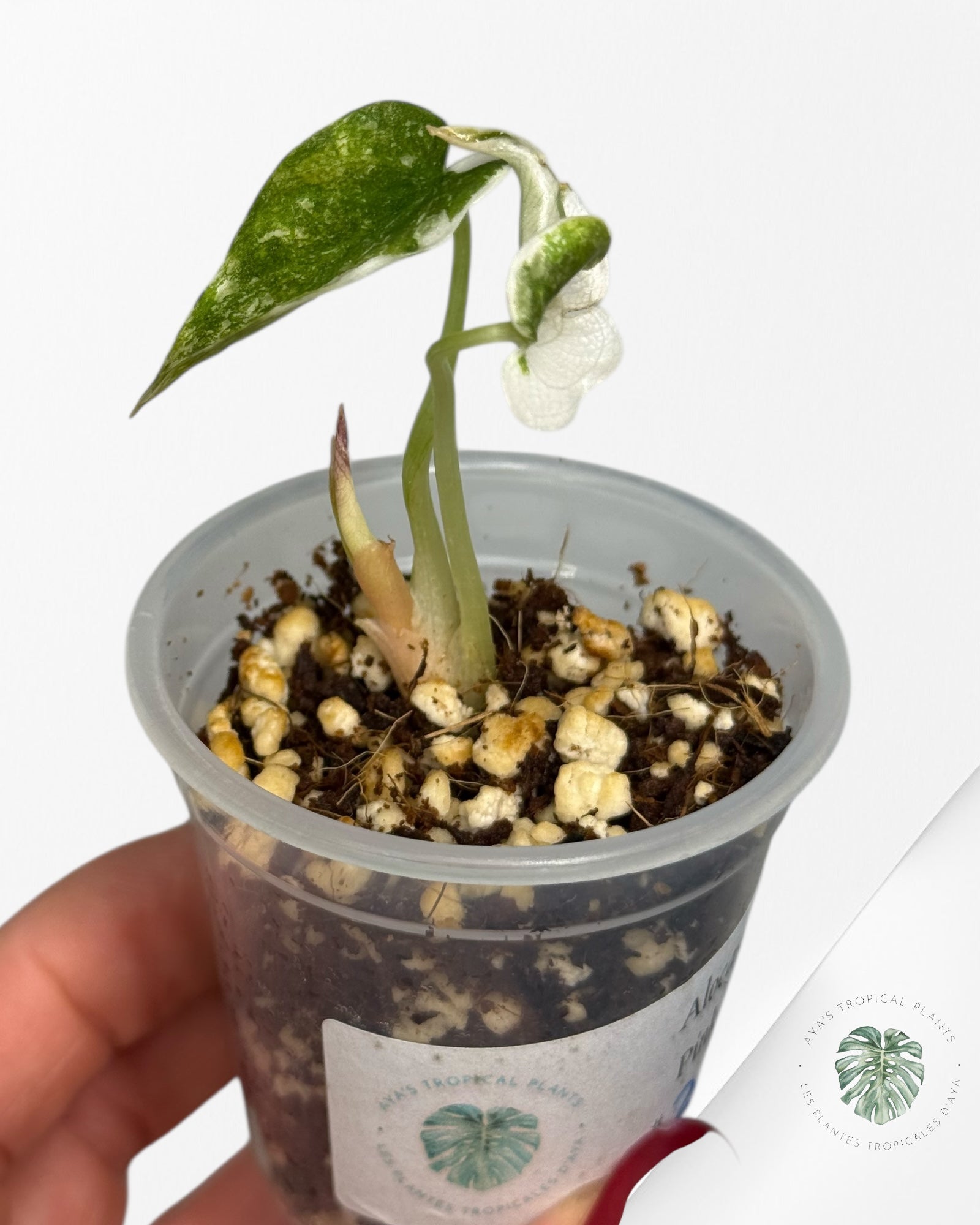 Alocasia Cuprea Pink Variegated | Rare TC Plant| Aya's Tropical Plants