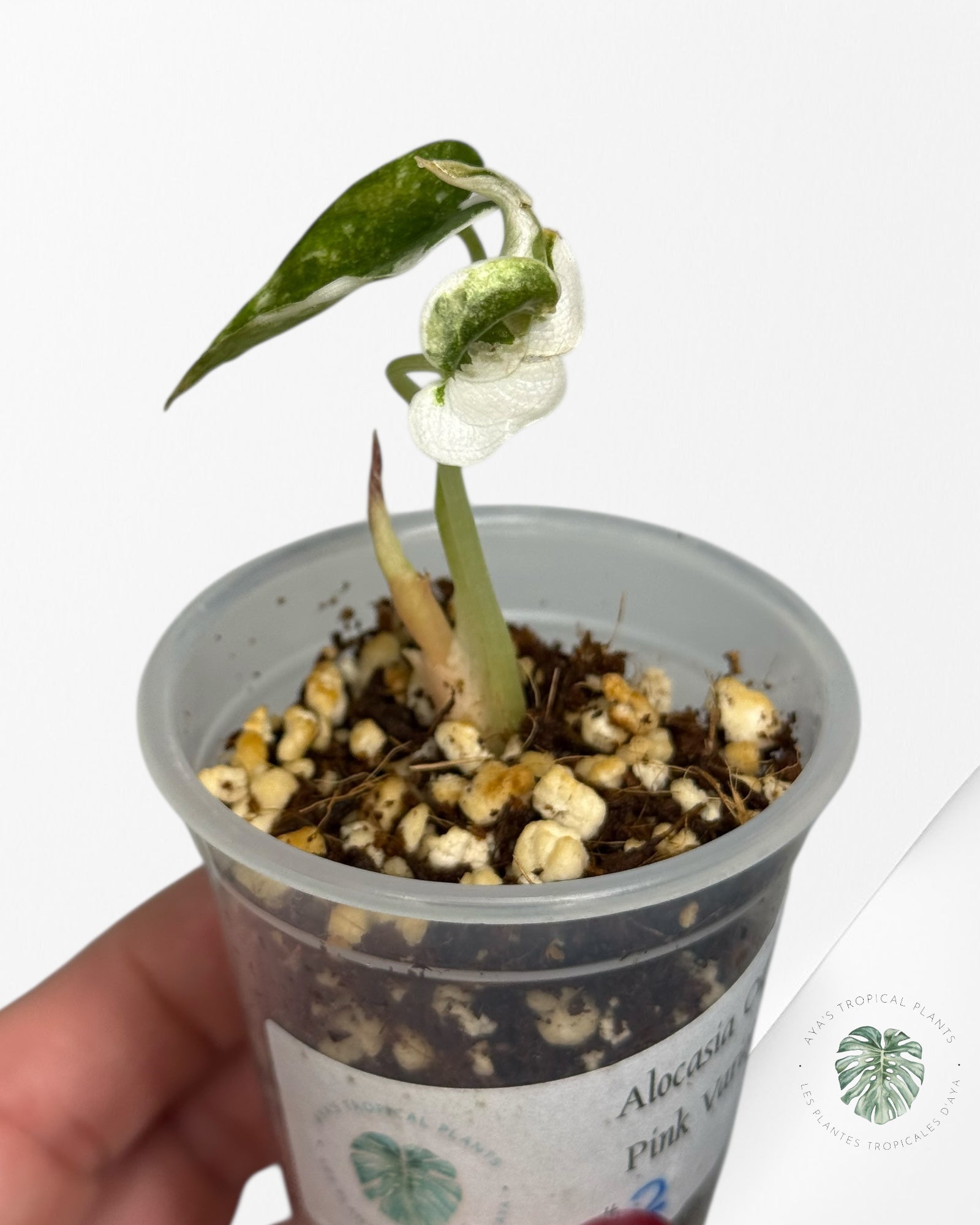 Alocasia Cuprea Pink Variegated | Rare TC Plant| Aya's Tropical Plants