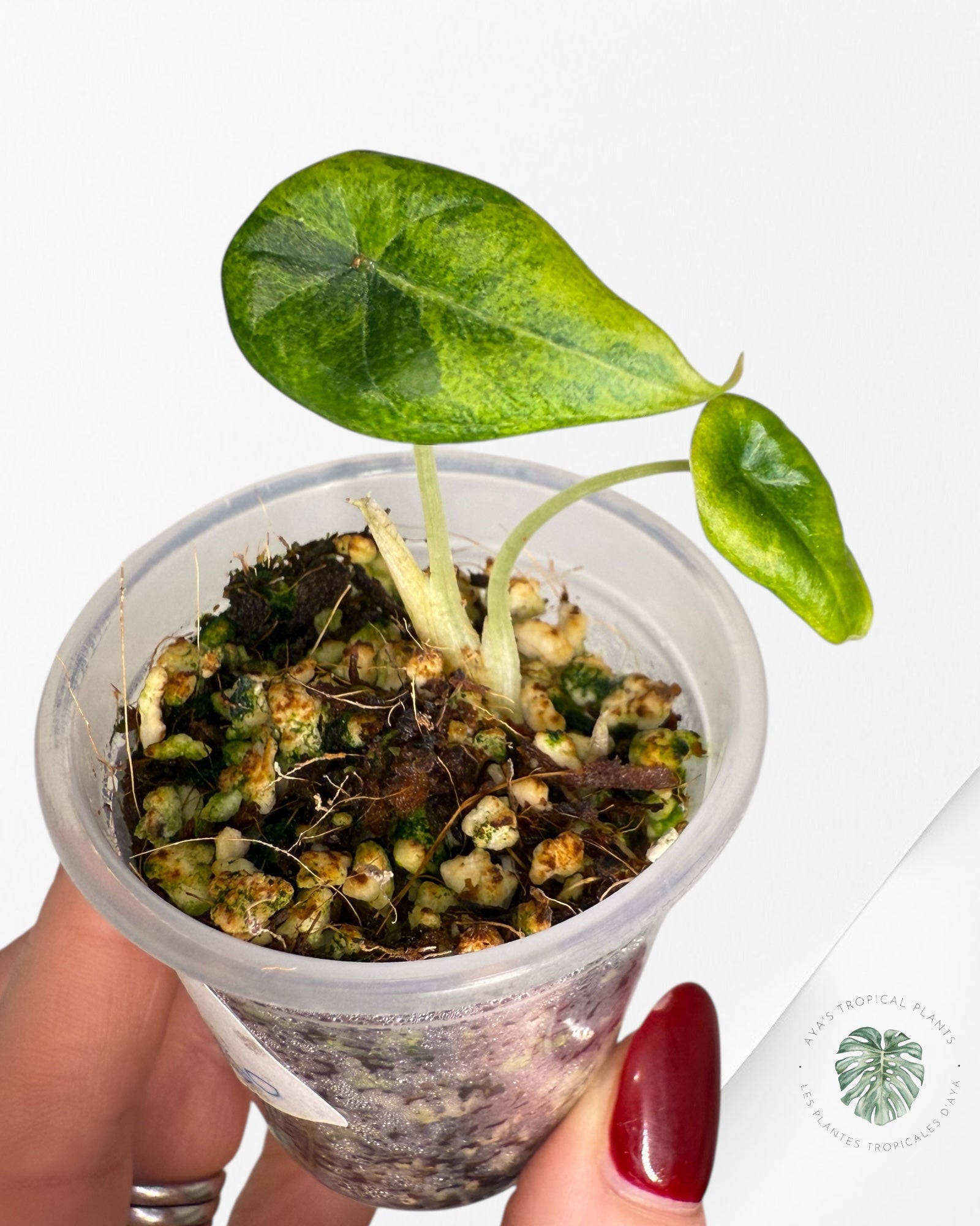 Alocasia Maharani Variegated Aurea| Rare TC Plant| Aya's Tropical Plants