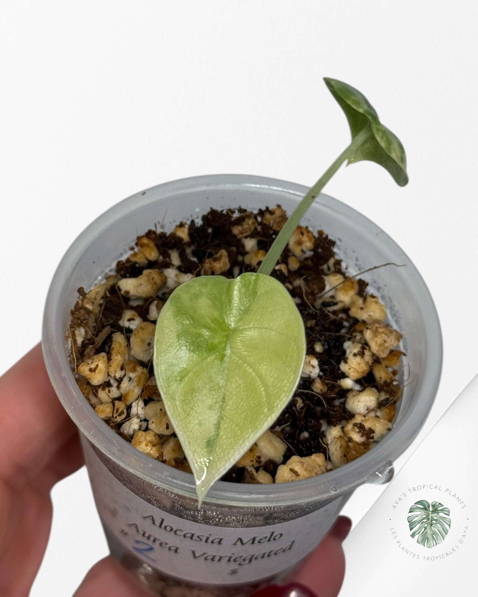 Alocasia Melo Variegated Aurea| Rare TC Plant| Aya's Tropical Plants