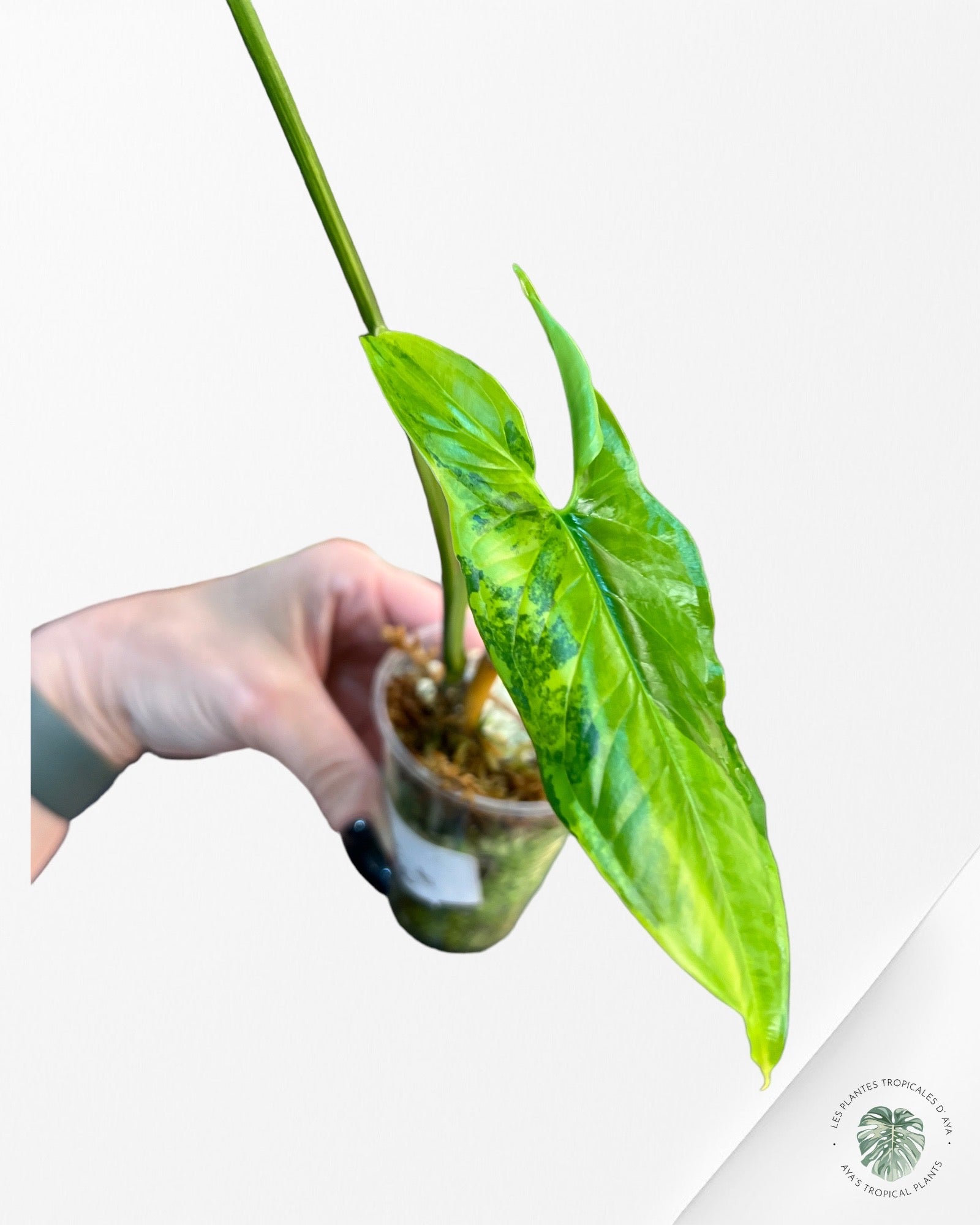 Syngonium Aurea PP-6576