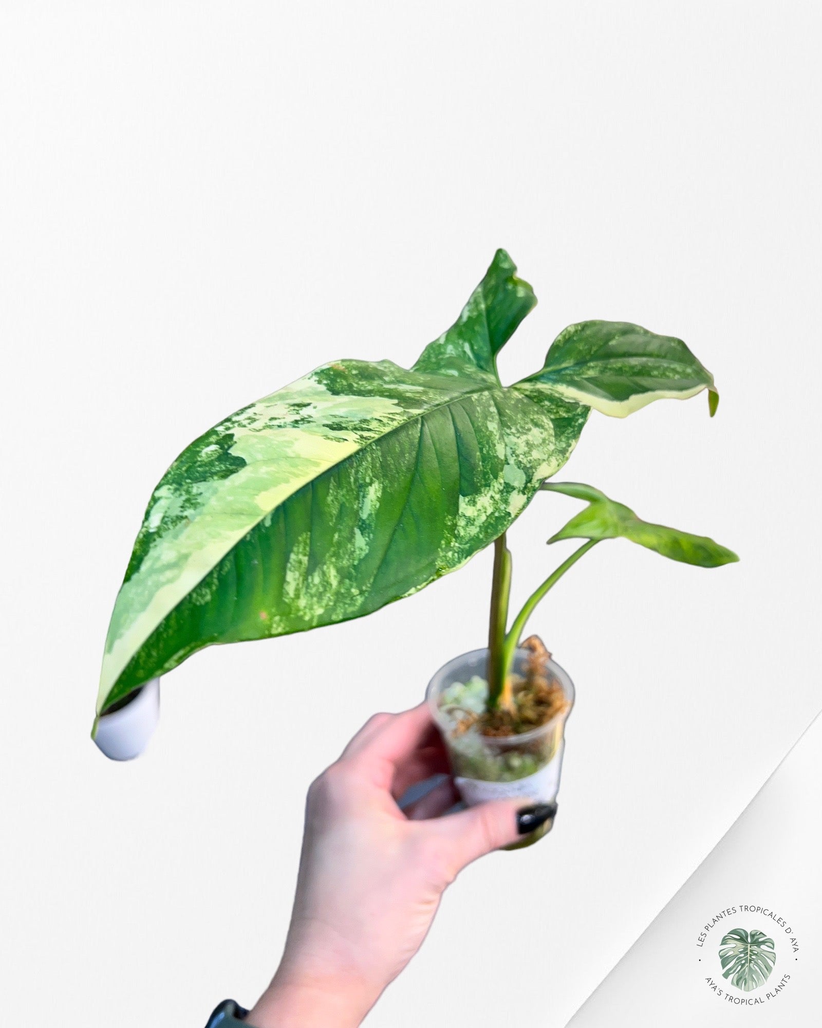 Syngonium Aurea PP-6576