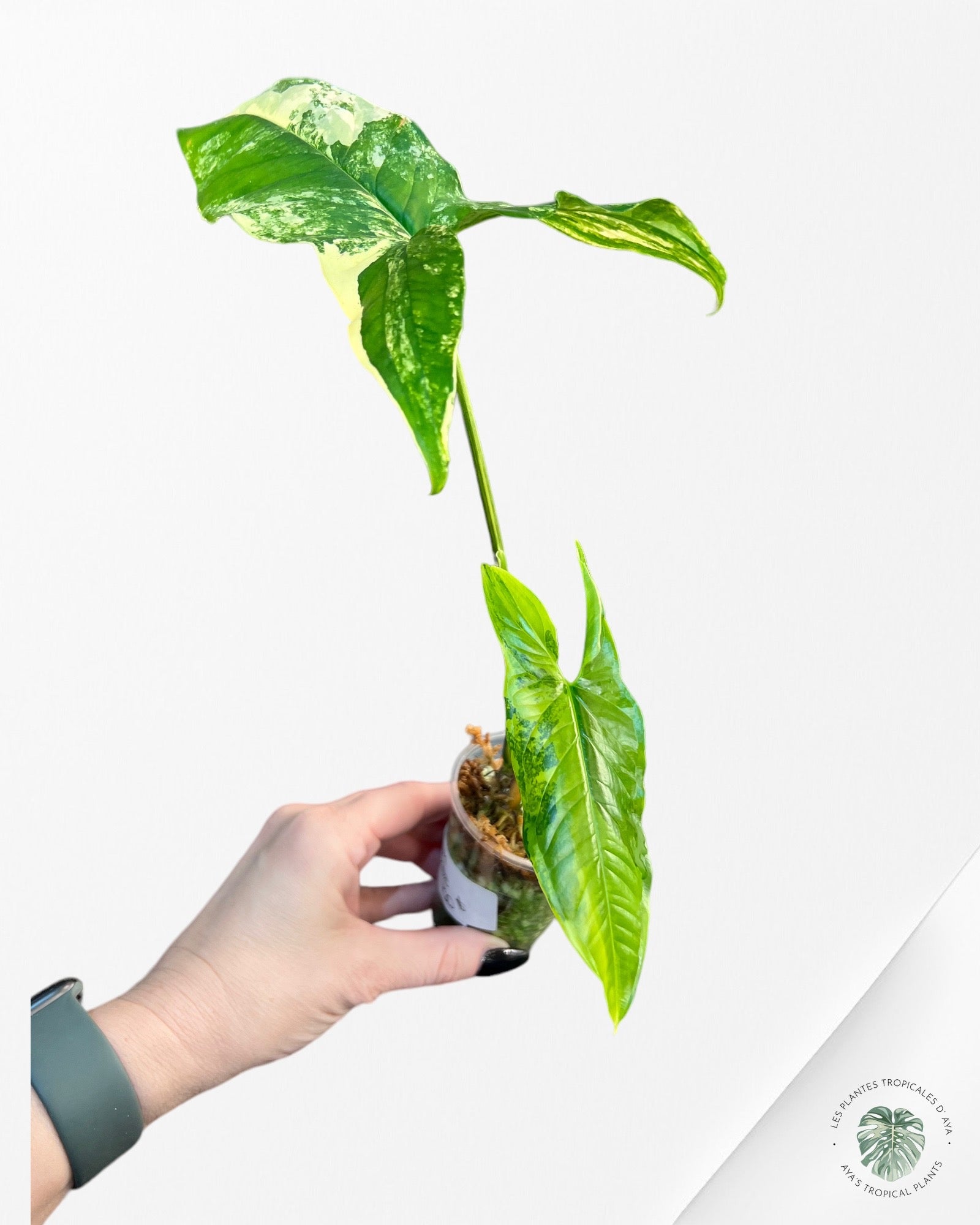 Syngonium Aurea PP-6576