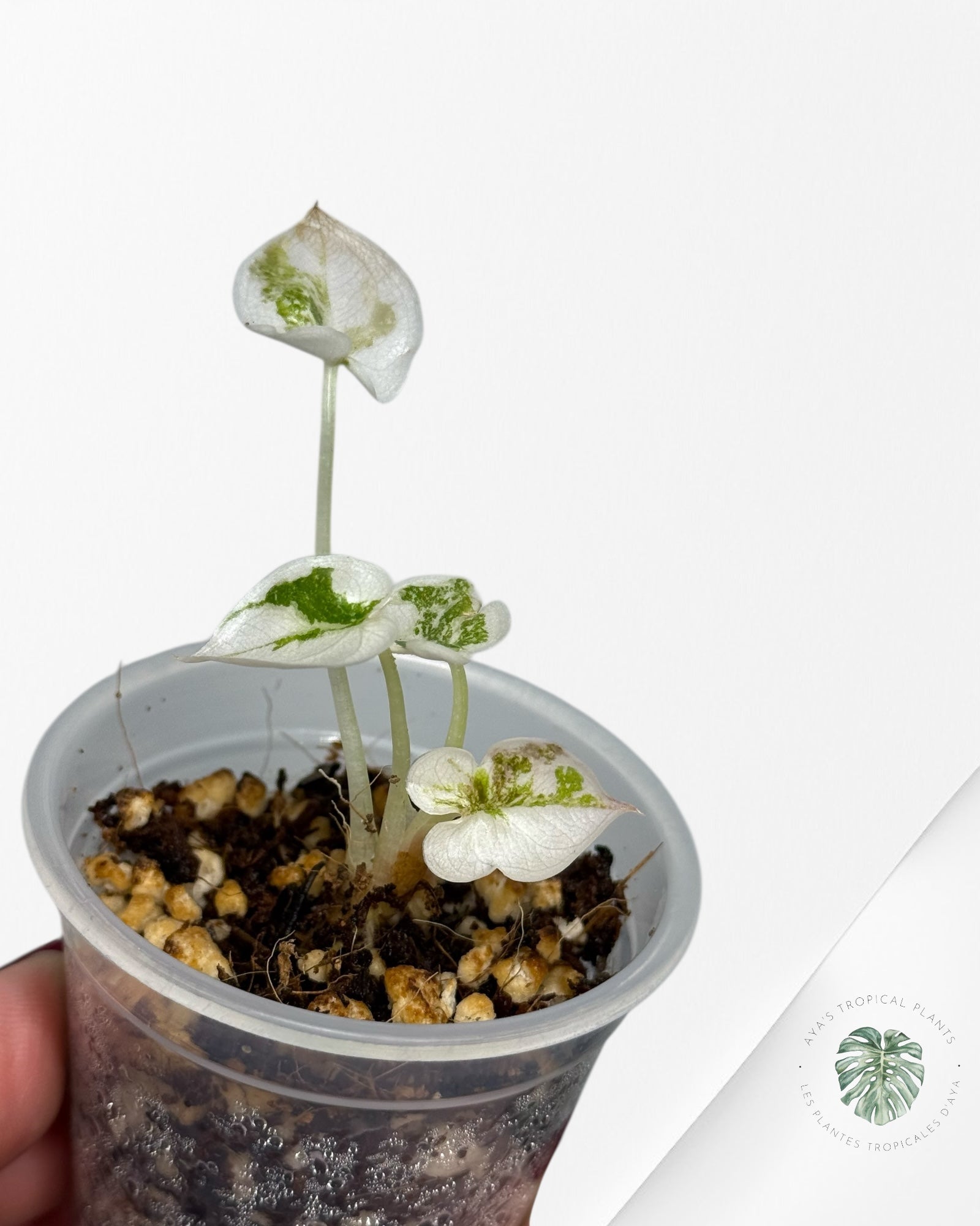 Alocasia Cuprea Pink Variegated | Rare TC Plant| Aya's Tropical Plants