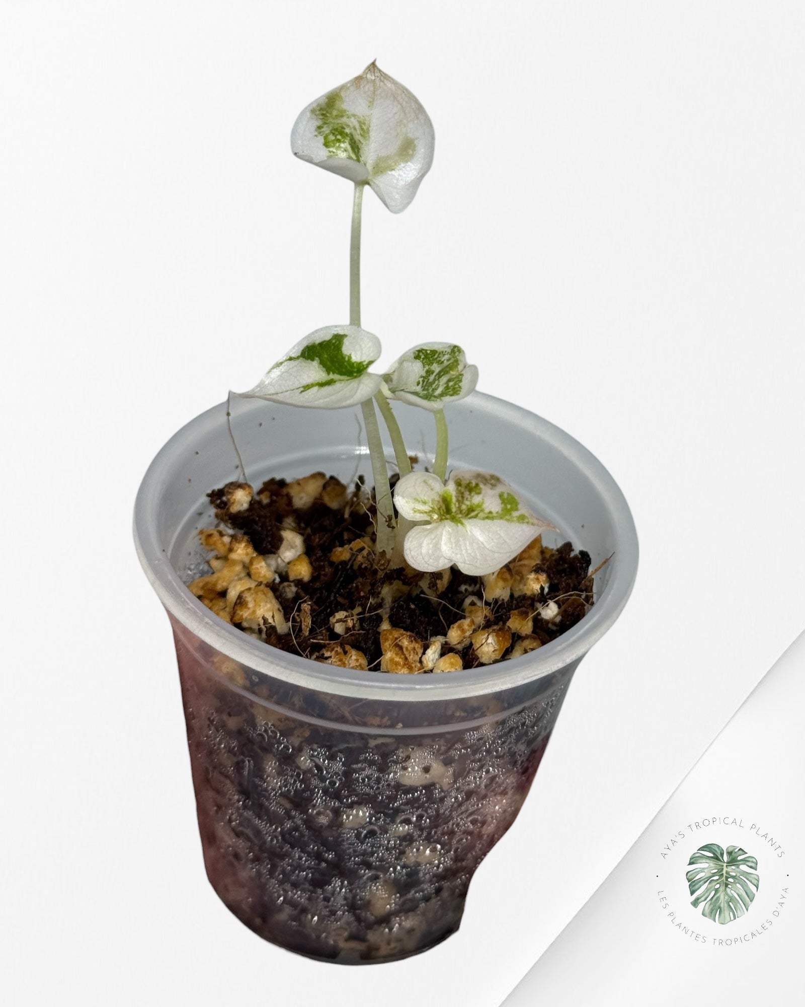 Alocasia Cuprea Pink Variegated | Rare TC Plant| Aya's Tropical Plants