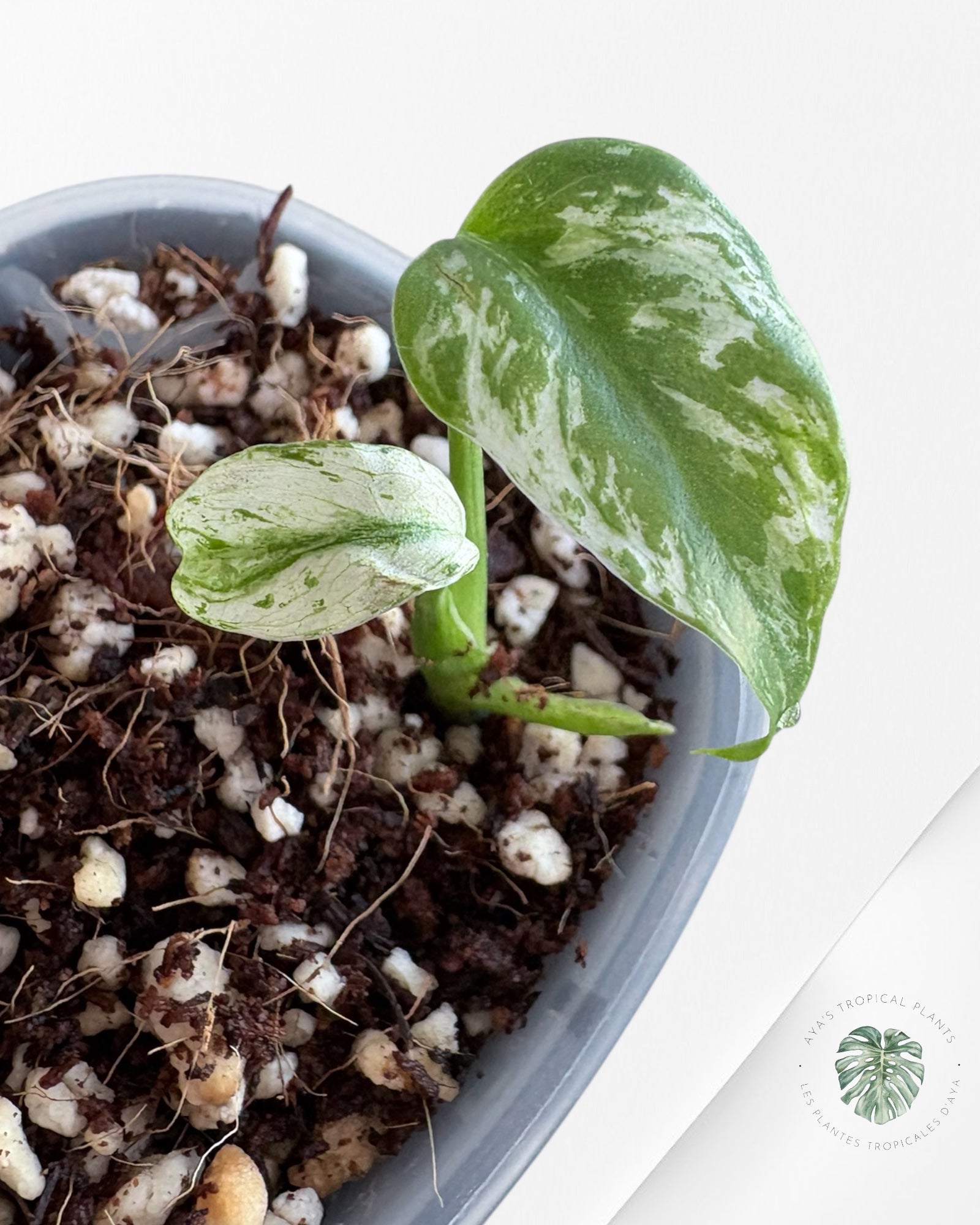 Monstera Deliciosa 'Devil Monster'